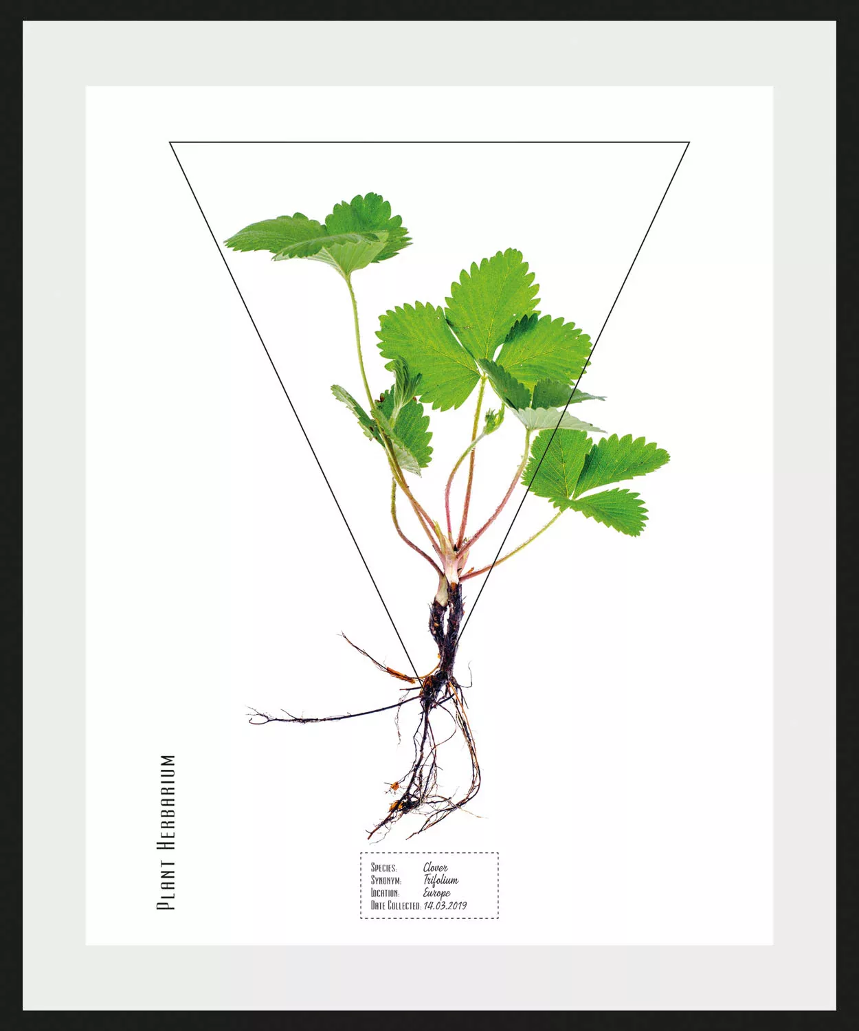 queence Bild »Cucurbita«, Pflanzen-Pflanzenbilder-Schriftzug, (1 St.), HD P günstig online kaufen