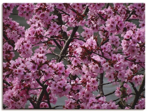 Artland Wandbild »Japanische Zierkirschen Blüte«, Bäume, (1 St.), als Leinw günstig online kaufen