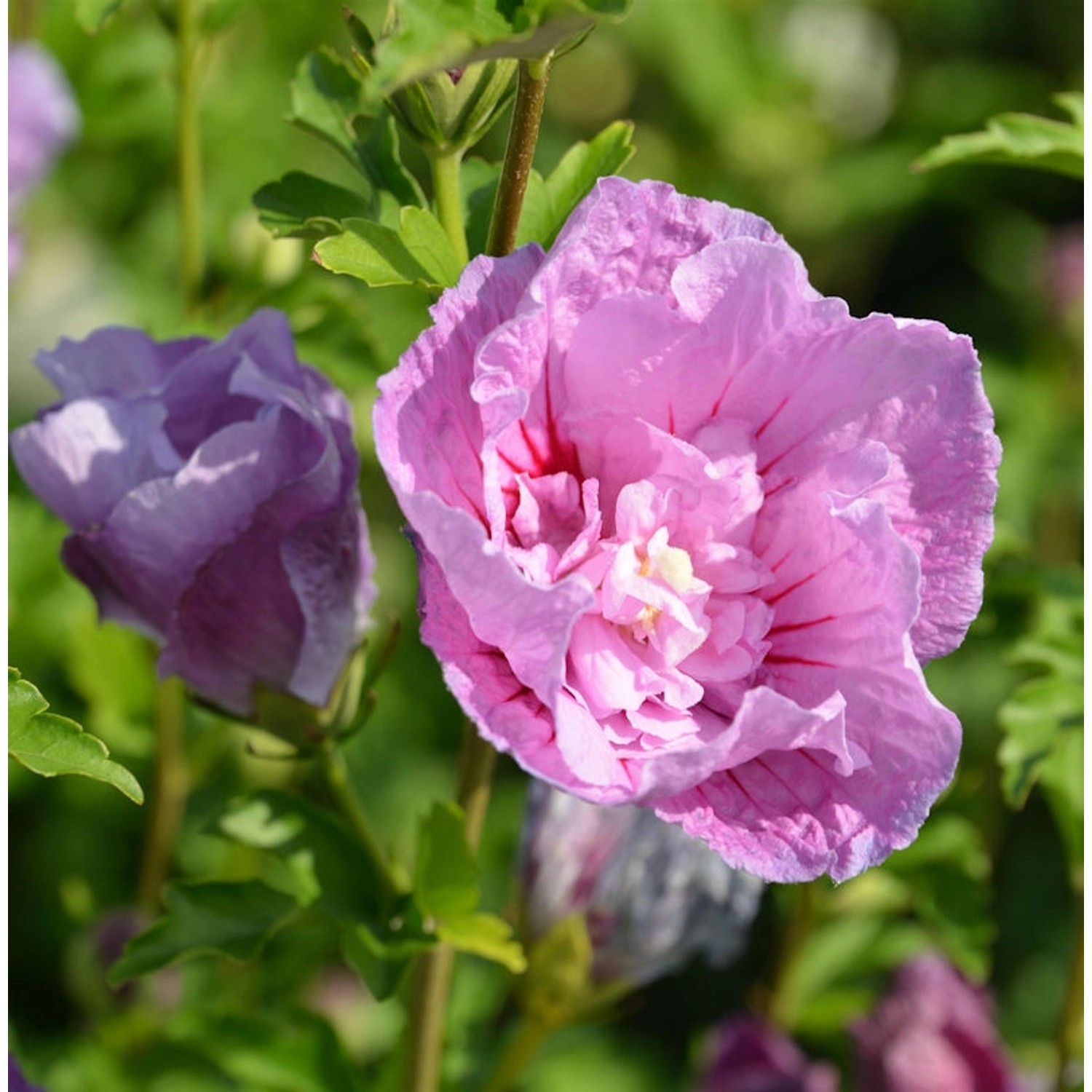 Garteneibisch Lavender Chiffon 40-60cm - Hibiscus günstig online kaufen