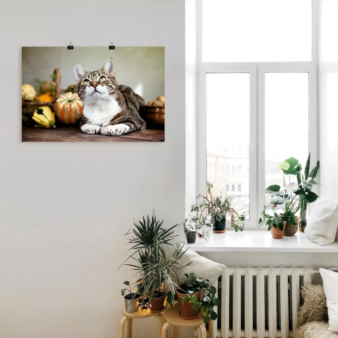 Artland Poster "Katze und Herbstdeko", Haustiere, (1 St.), als Alubild, Lei günstig online kaufen