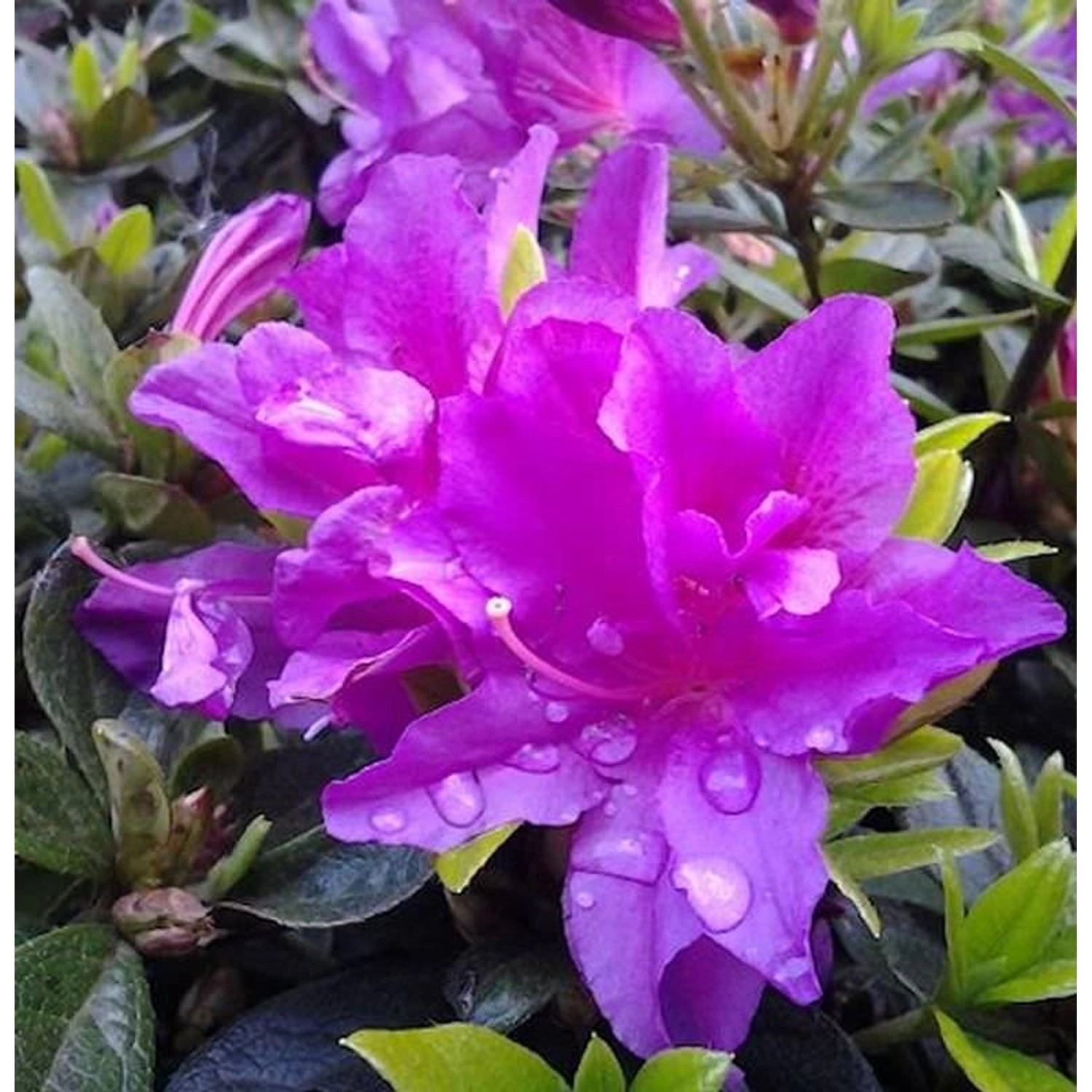 Kriechende Immergrüne Zwerg Azalee Galapagos 30-40cm - Rhododendron nakahar günstig online kaufen