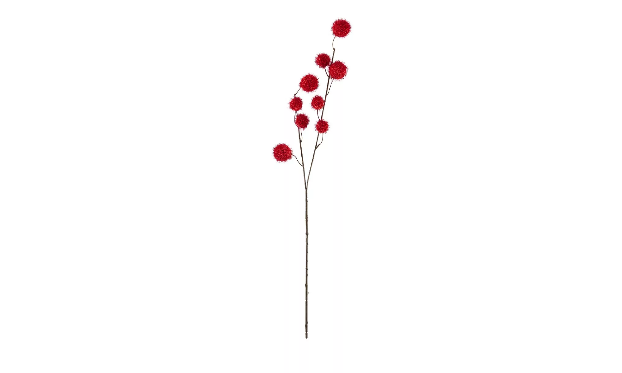 Gomphocarpus-Fruchtzweig - rot - Metall, Kunststoff - 60 cm - Dekoration > günstig online kaufen