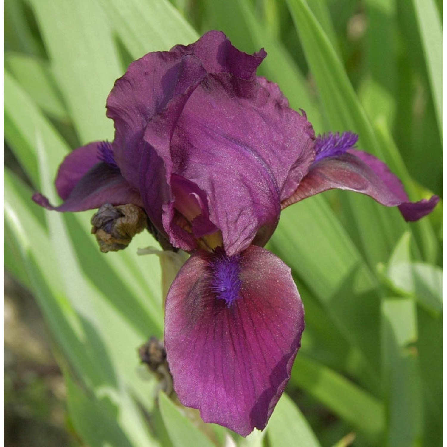 Zwergschwertlilie Atroviolacea - Iris barbata nana günstig online kaufen