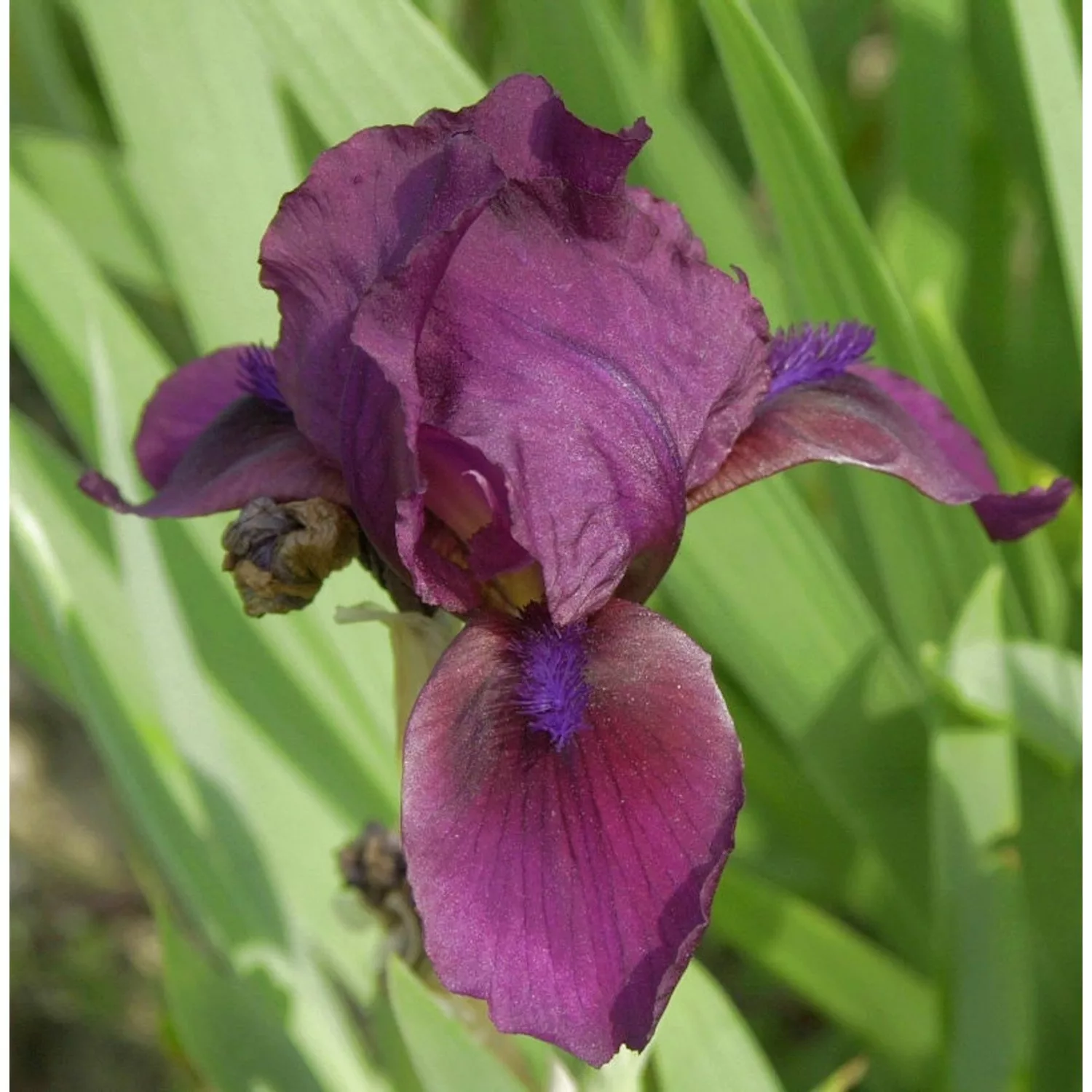 Zwergschwertlilie Atroviolacea - Iris barbata nana günstig online kaufen