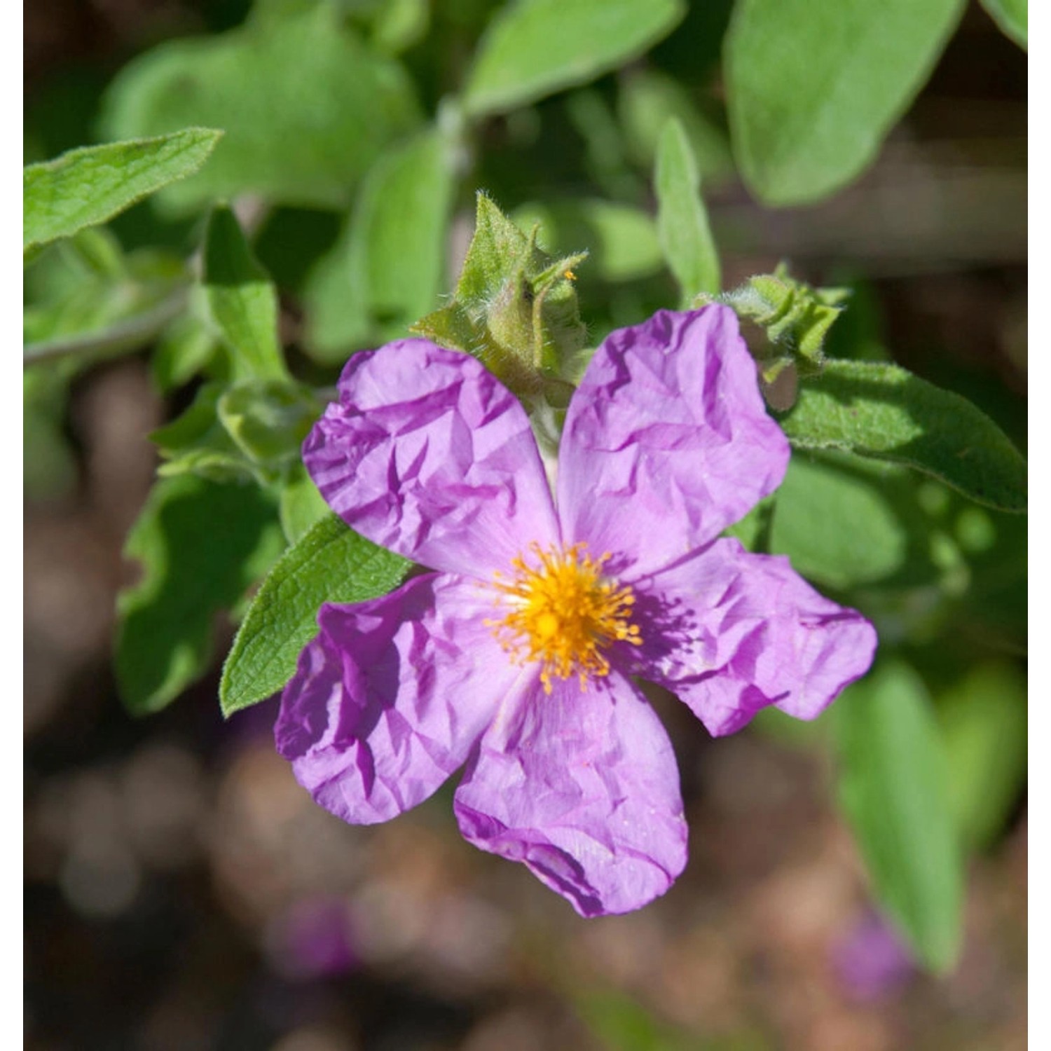 Zistrose Golden Treasure - Cistus günstig online kaufen