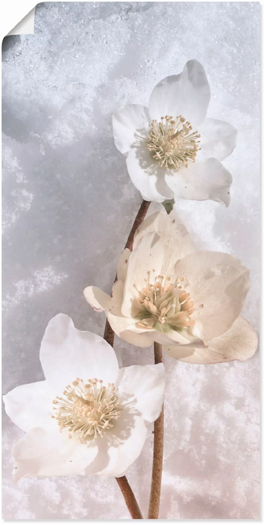 Artland Wandbild "Christrose im Schnee", Blumen, (1 St.), als Leinwandbild, günstig online kaufen