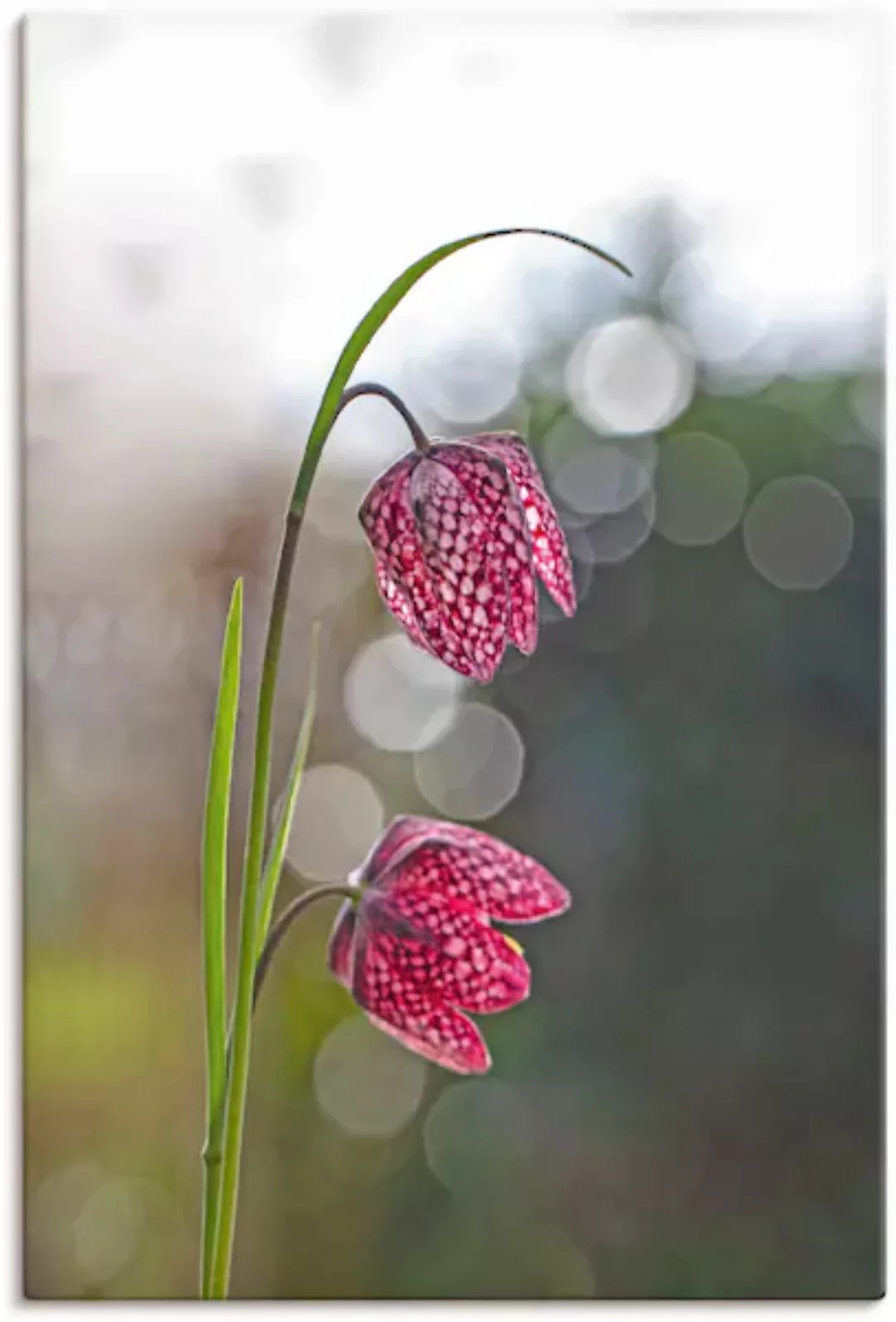 Artland Leinwandbild "Schachbrettblume", Blumenbilder, (1 St.), auf Keilrah günstig online kaufen