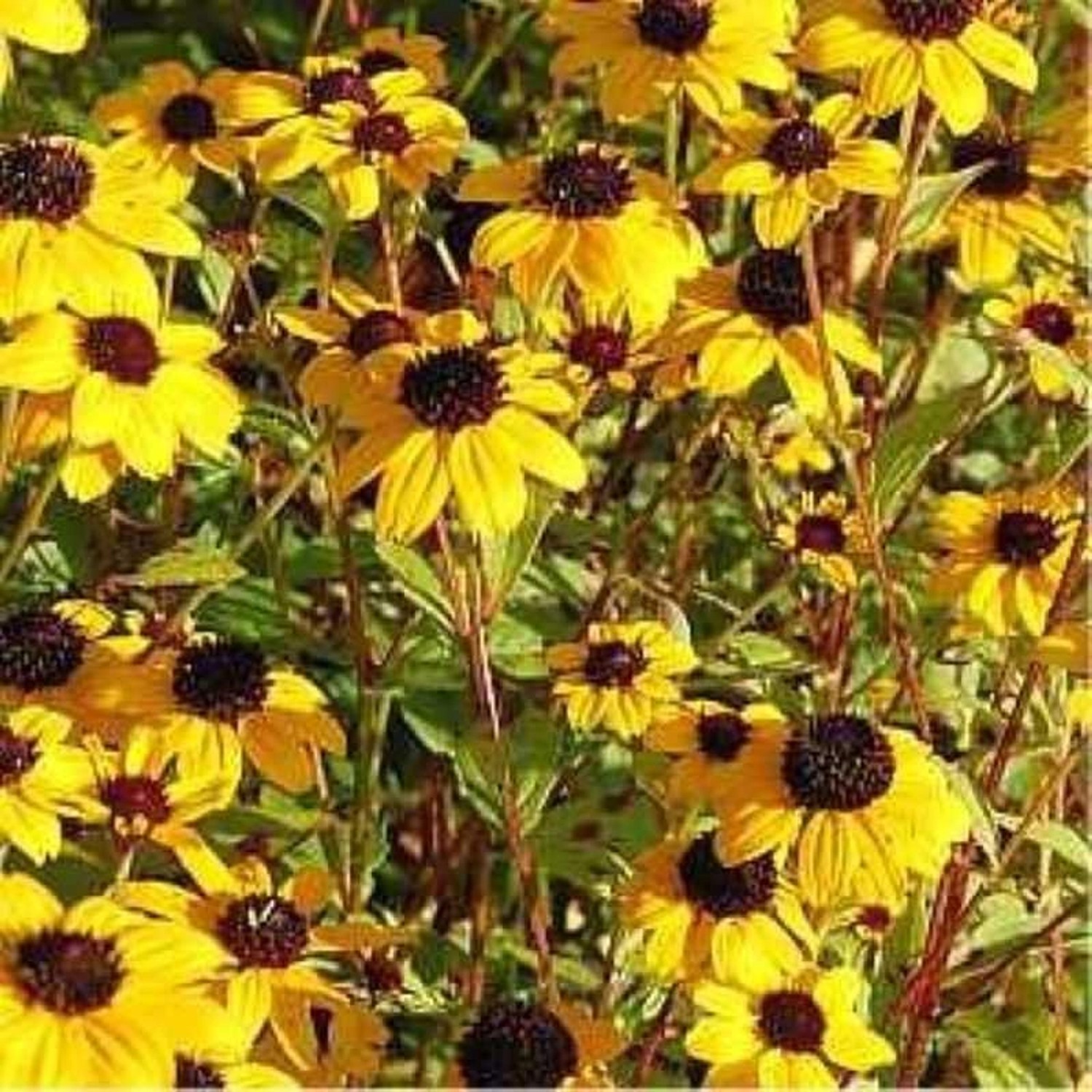 Rudbeckia - Rudbeckia triloba günstig online kaufen