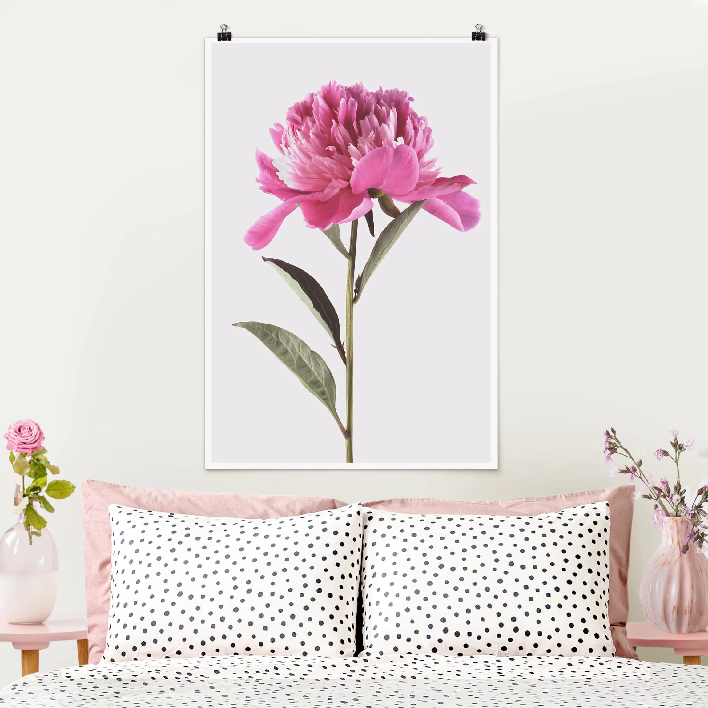 Poster Blumen - Hochformat Blühende Pfingstrose Pink auf Weiß günstig online kaufen