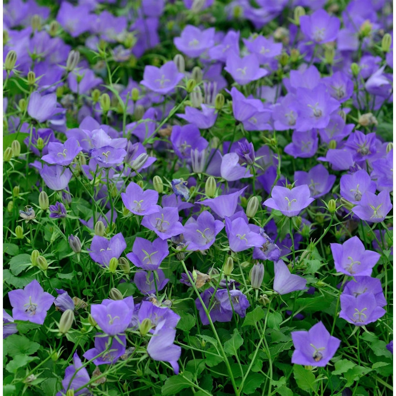 Karpaten Glockenblume Blaue Clips - Campanula carpatica günstig online kaufen