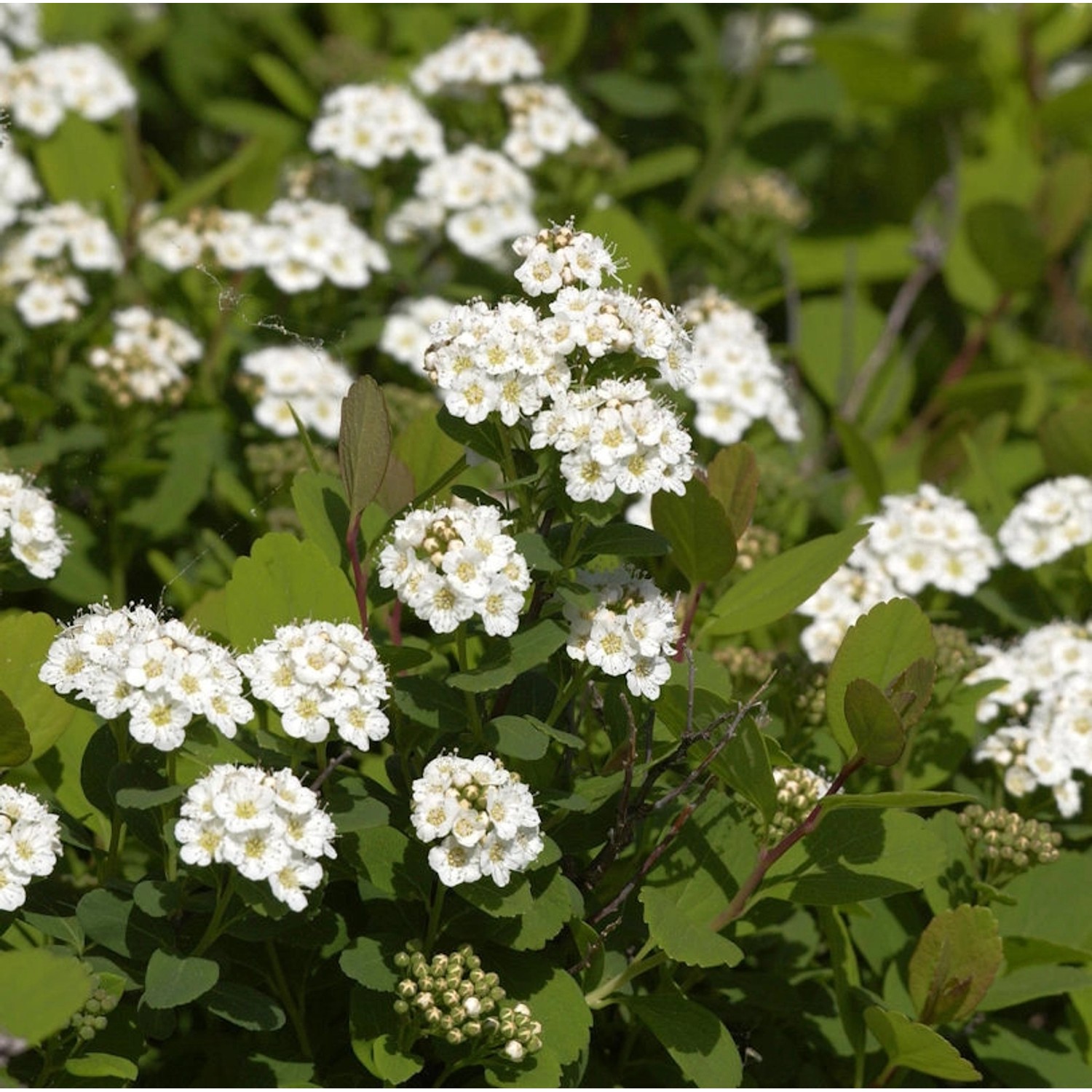 Birkenblättrige Spiere 40-60cm - Spiraea betulifolia günstig online kaufen