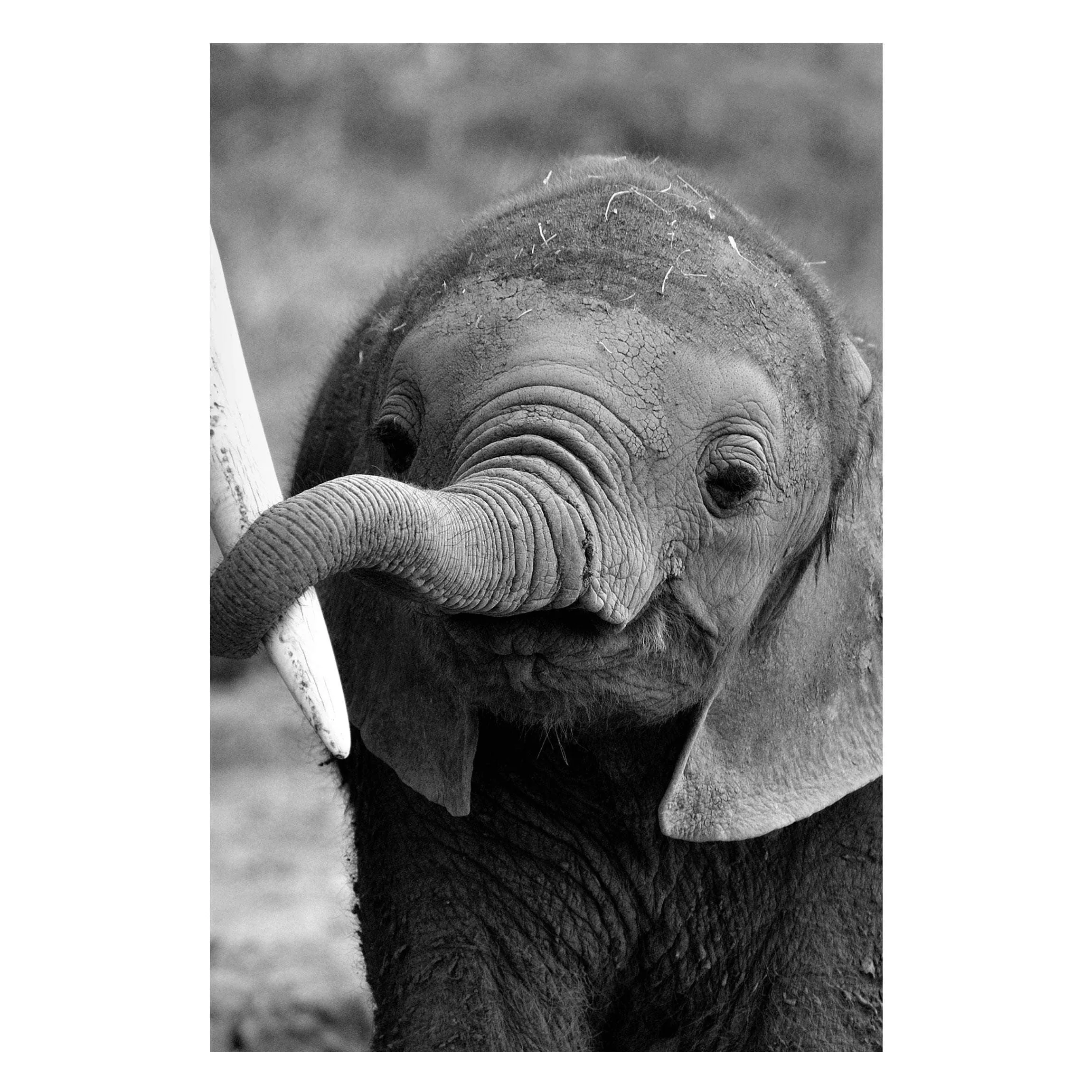 Magnettafel Tiere - Hochformat 2:3 Elefantenbaby günstig online kaufen