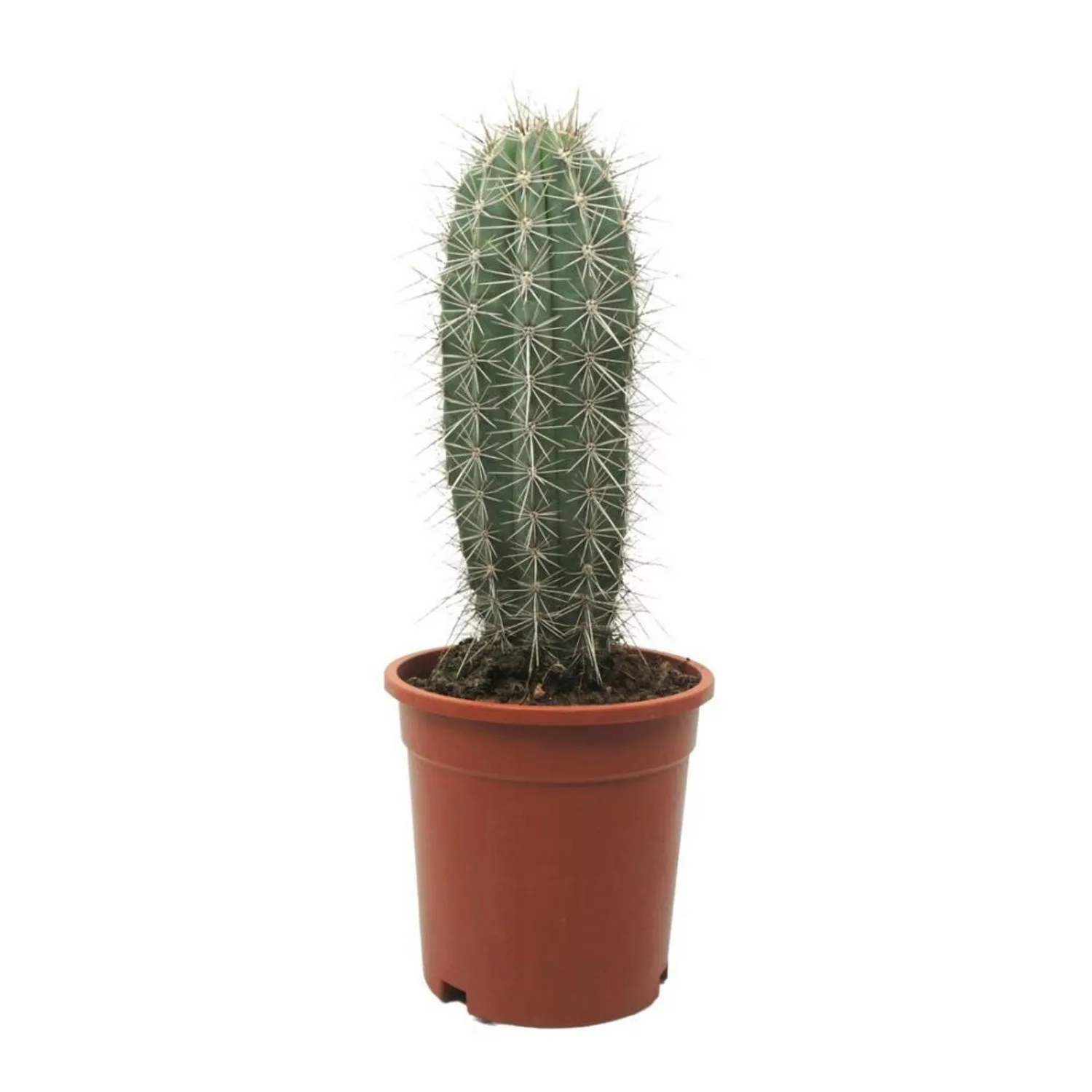 Exotenherz Grauer Riese Säulenkaktus Pachycereus Pringley Pflegeleicht 17cm günstig online kaufen