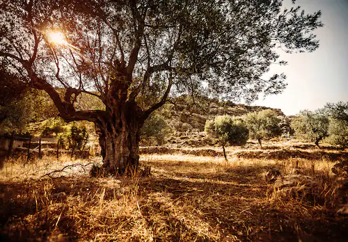 Papermoon Fototapete »Wald in Landschaft« günstig online kaufen