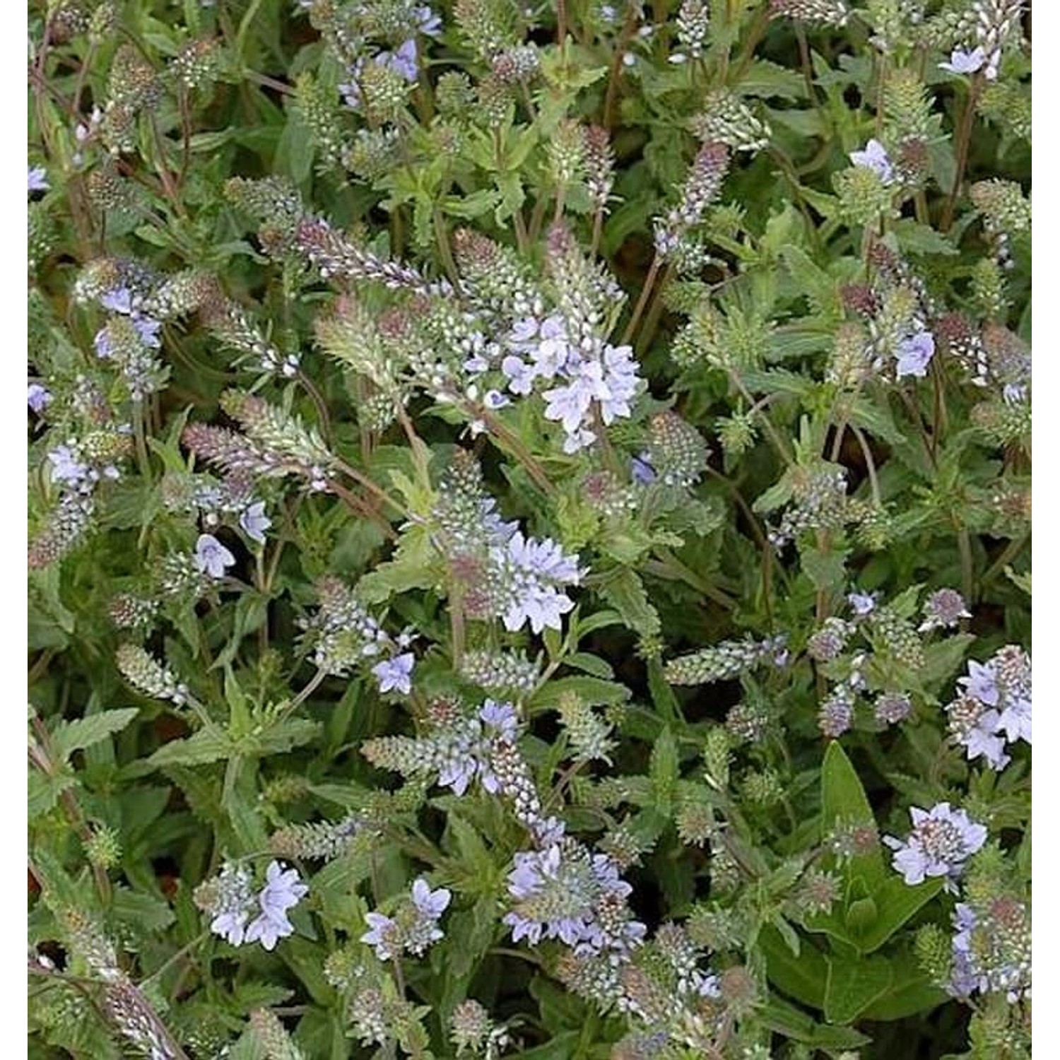 Niederliegender Garten Ehrenpreis - Veronica prostrata günstig online kaufen