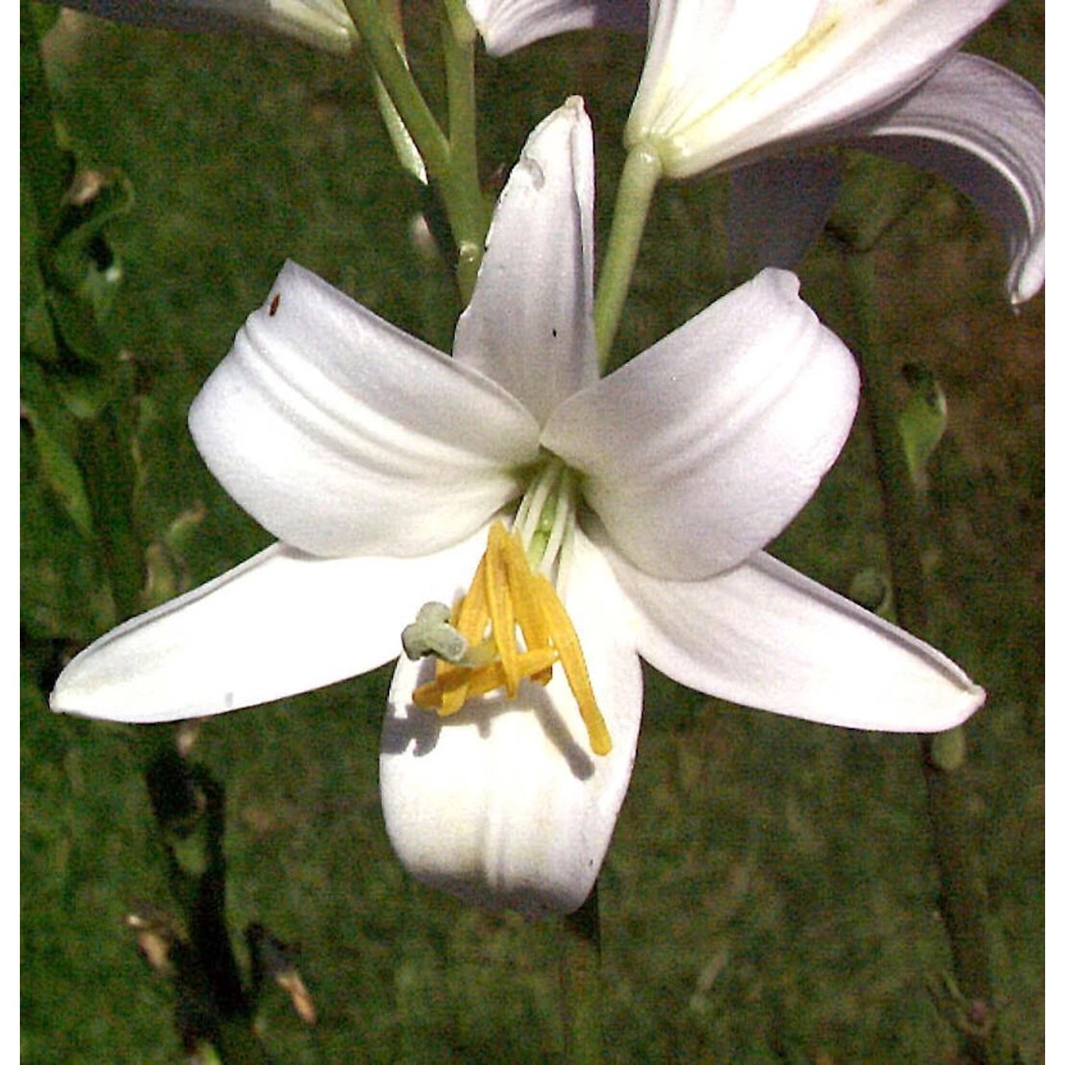 Madonnenlilie - Lilium candidum günstig online kaufen