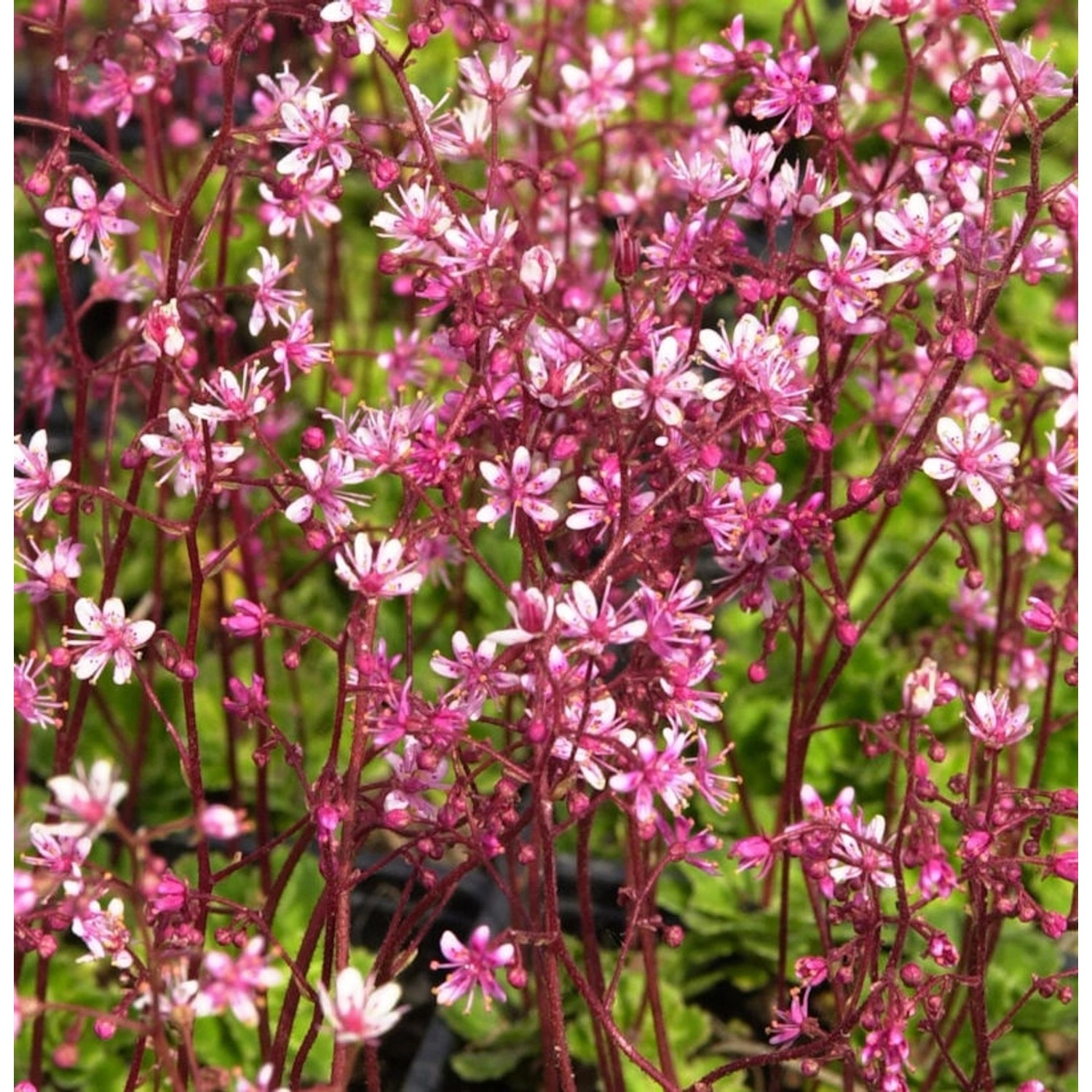 Porzellanblümchen Clarence Elliot - Saxifraga urbium günstig online kaufen