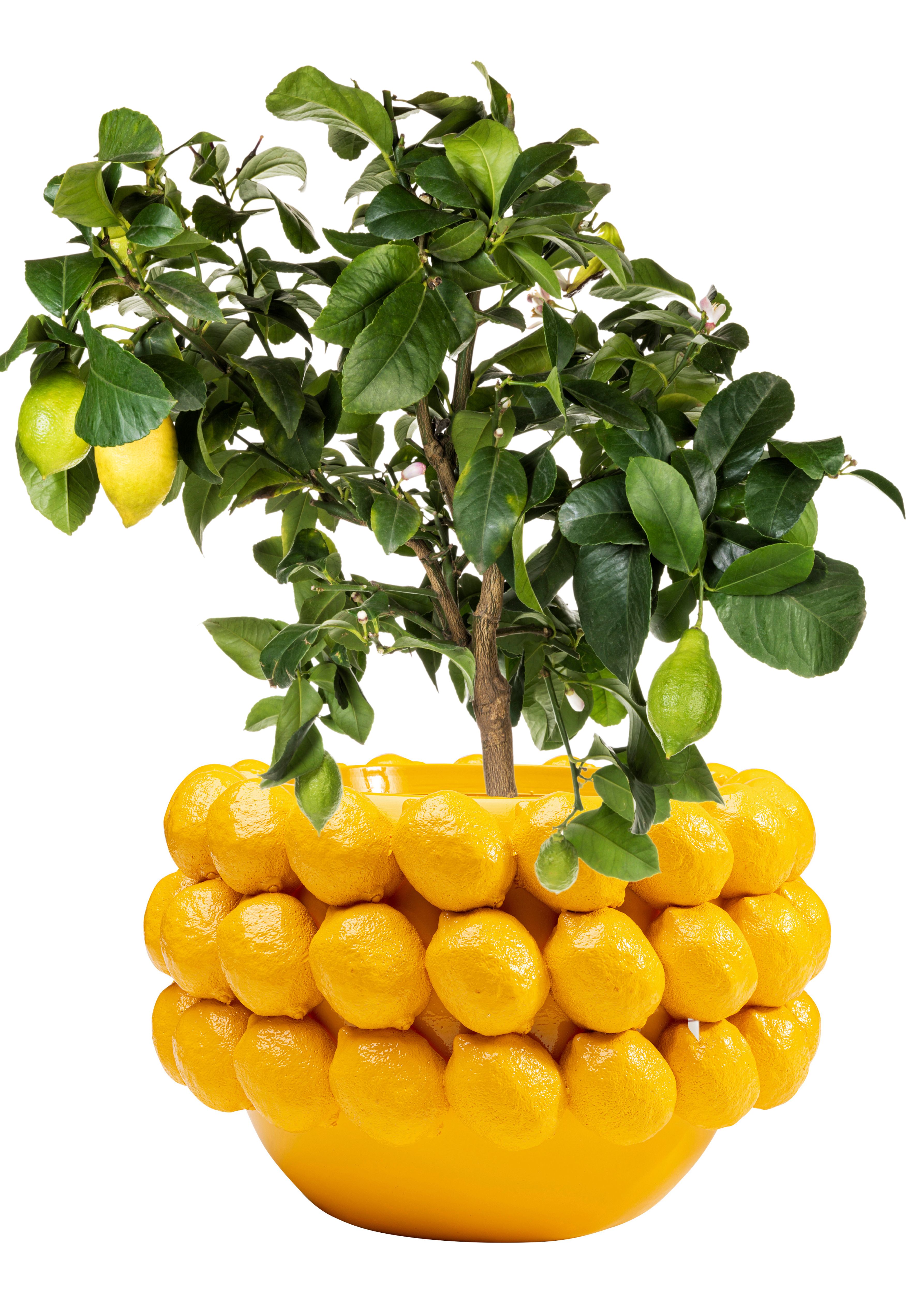 KARE Deko-Übertopf Lemon Juice, Höhe 22 cm, Ø 34 cm, gelb günstig online kaufen
