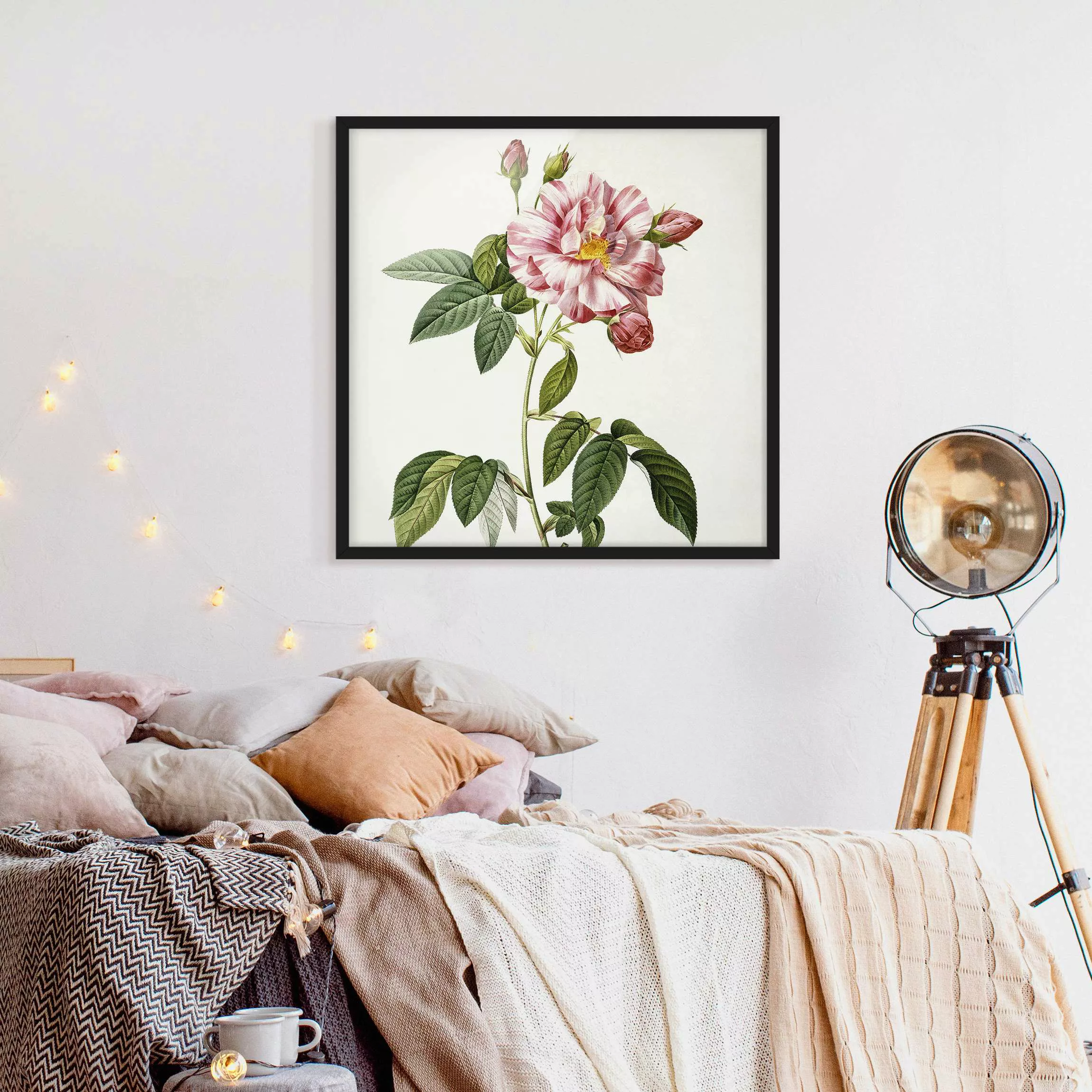 Bild mit Rahmen Blumen - Quadrat Pierre Joseph Redouté - Rosa Gallica-Rose günstig online kaufen