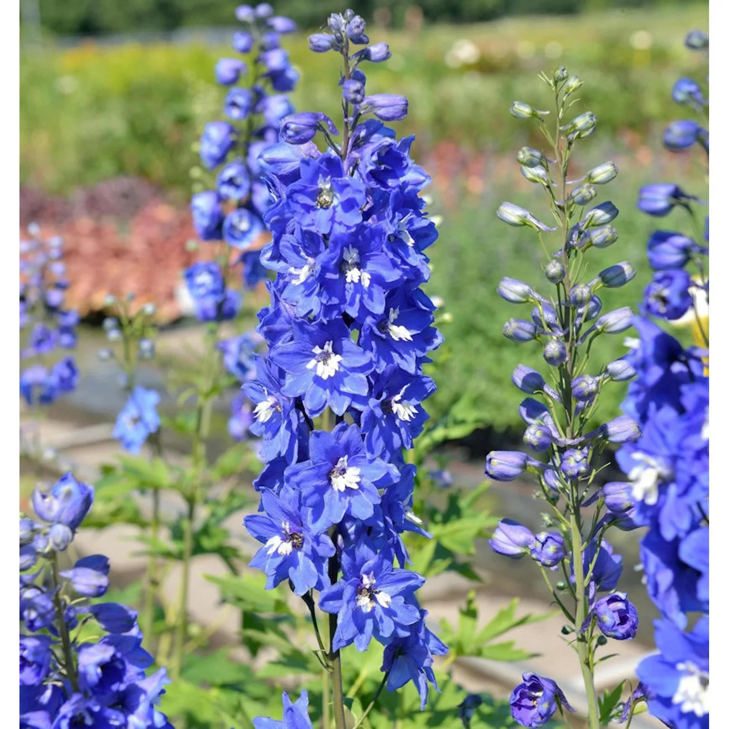 Rittersporn Blue Bird - Delphinium pacific günstig online kaufen