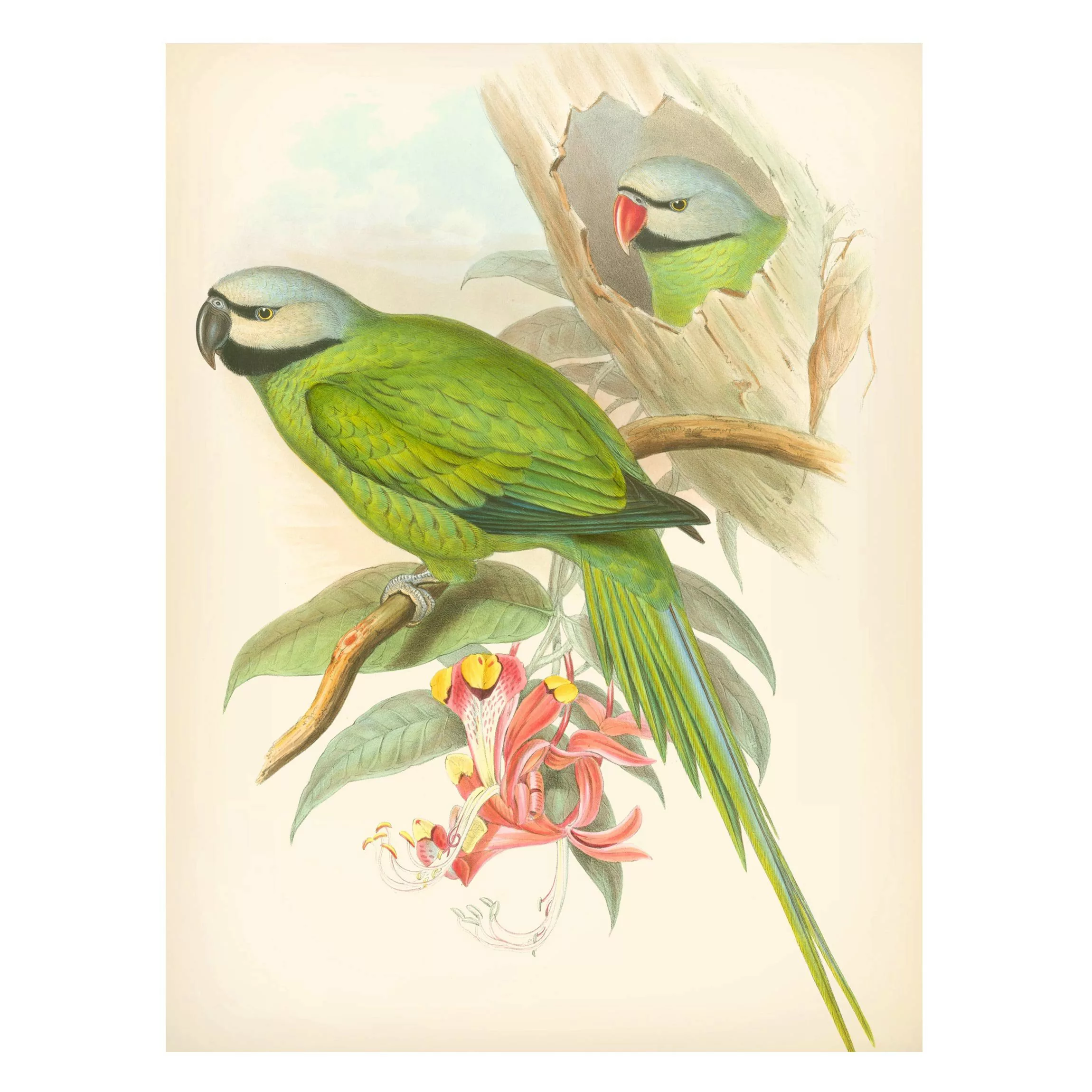Magnettafel Tiere - Hochformat 3:4 Vintage Illustration Tropische Vögel II günstig online kaufen