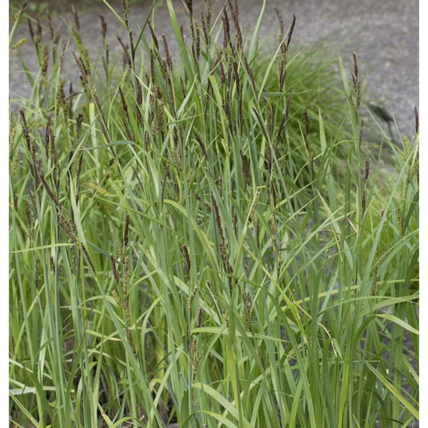 Sumpfsegge - Carex acutiformis günstig online kaufen