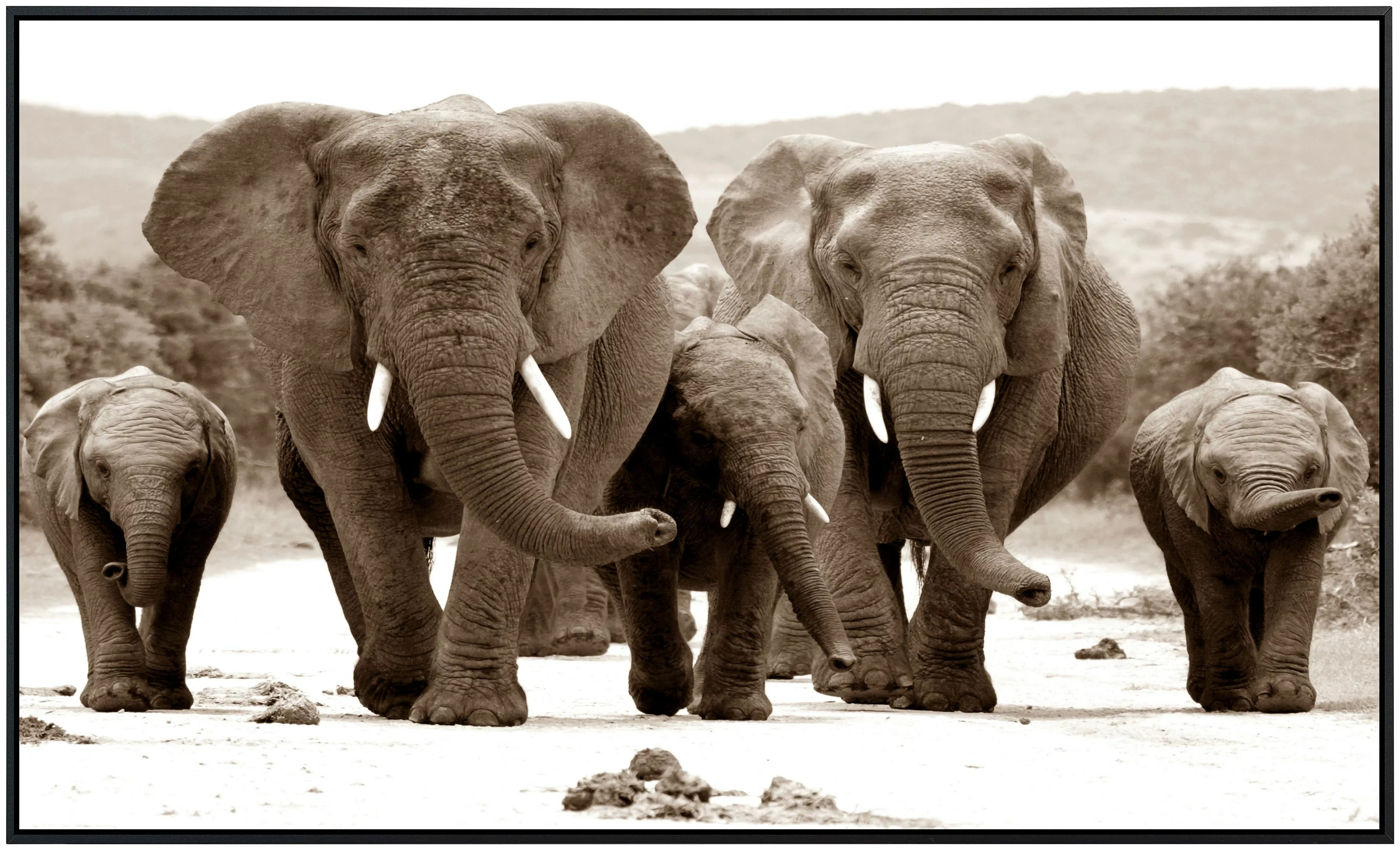 Papermoon Infrarotheizung »Elefanten Sepia« günstig online kaufen