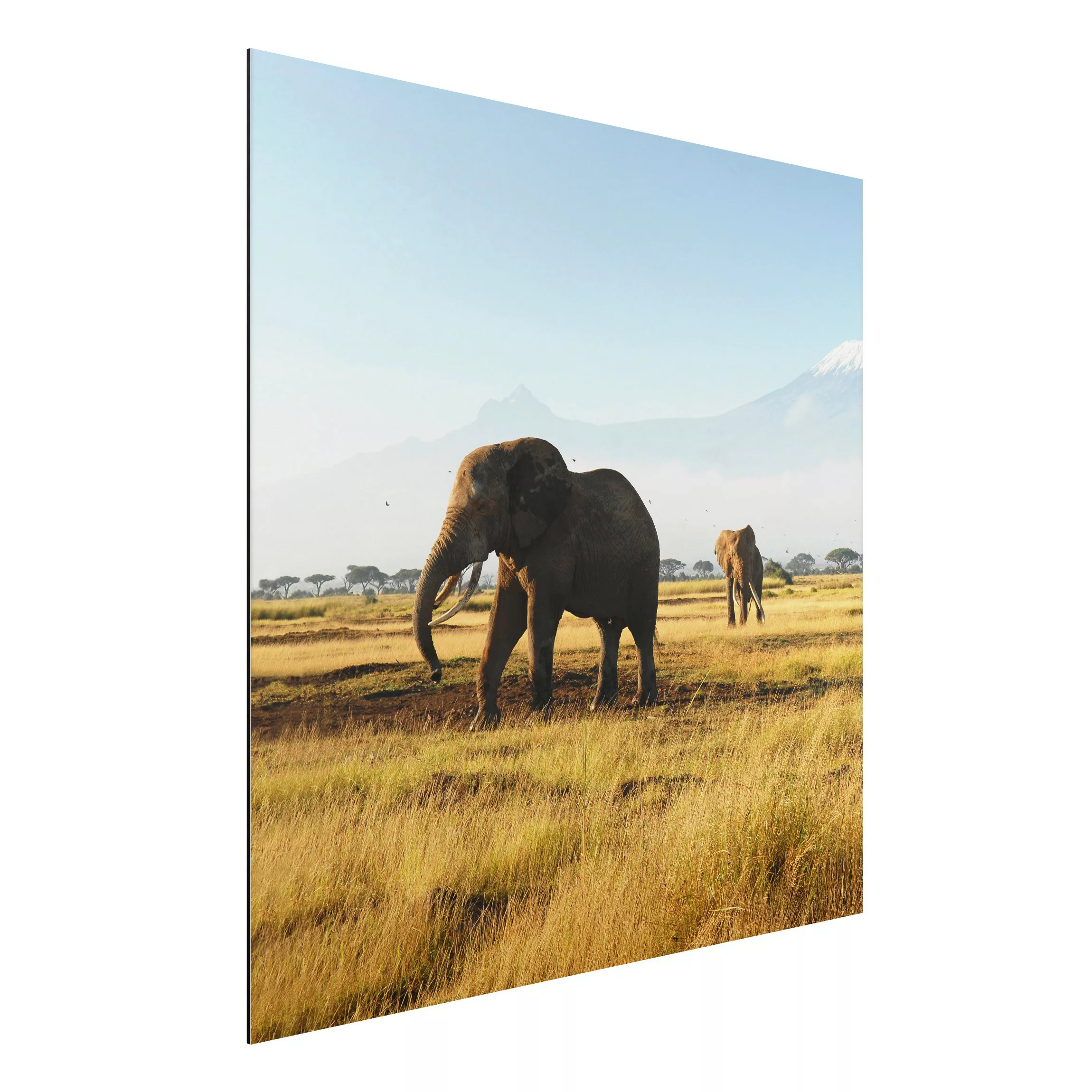 Alu-Dibond Bild Tiere - Quadrat Elefanten vor dem Kilimanjaro in Kenia günstig online kaufen