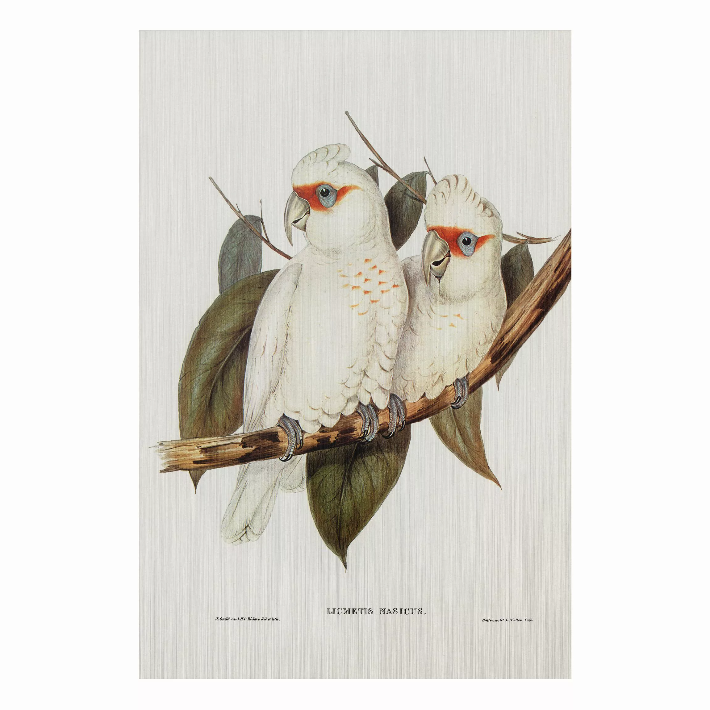 Alu-Dibond Bild Blumen - Hochformat 2:3 Vintage Illustration Weißer Kakadu günstig online kaufen