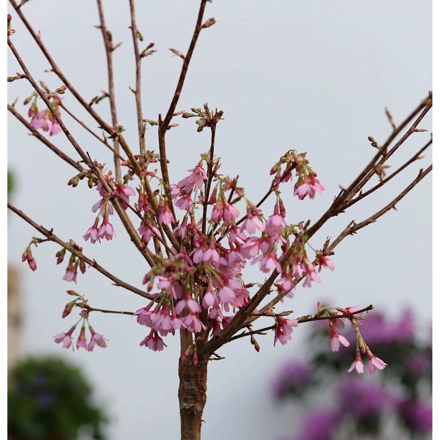 Hochstamm Zierkirsche Okame 80-100cm - Prunus Okame günstig online kaufen