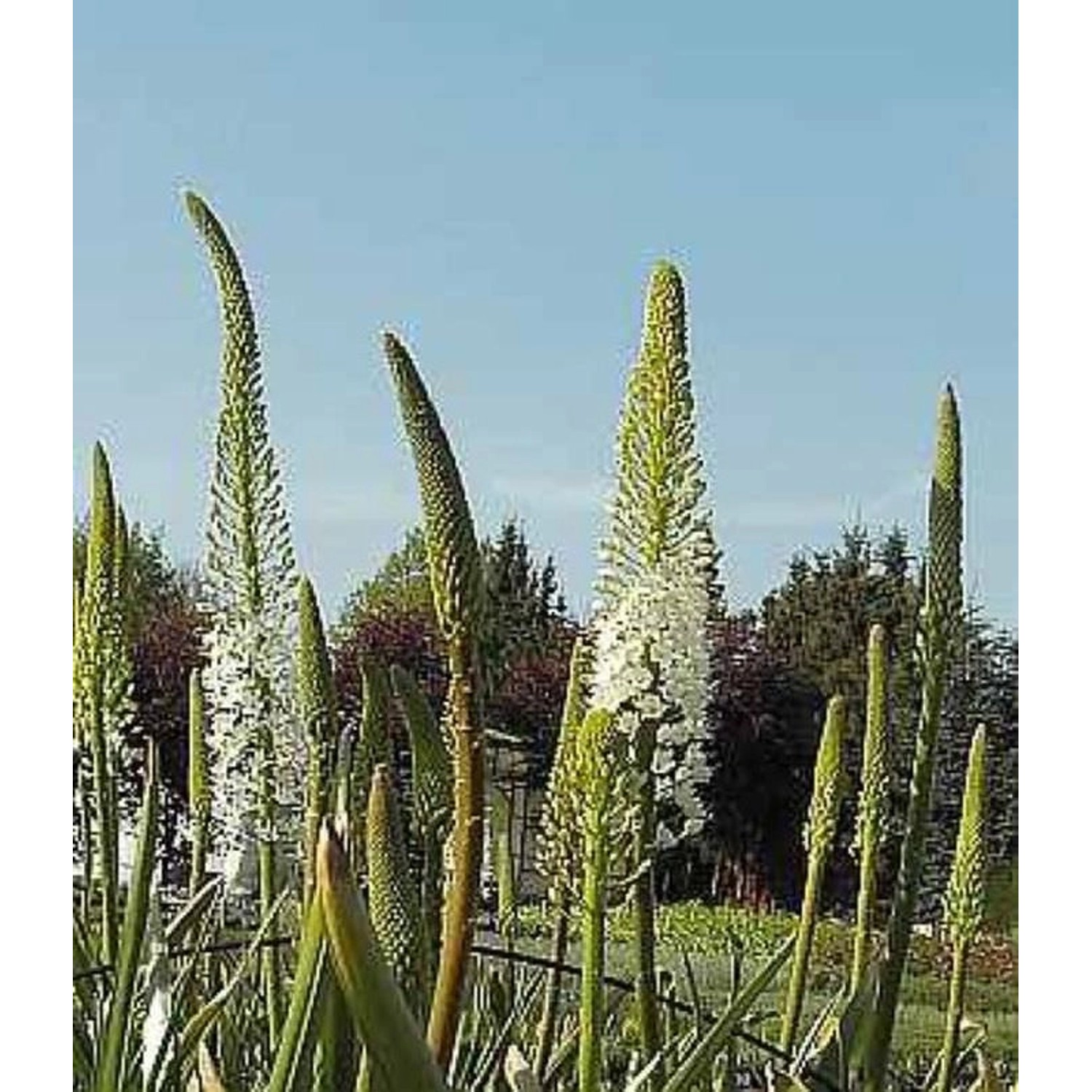 Weiße Steppenlilie - Eremurus himalaicus günstig online kaufen