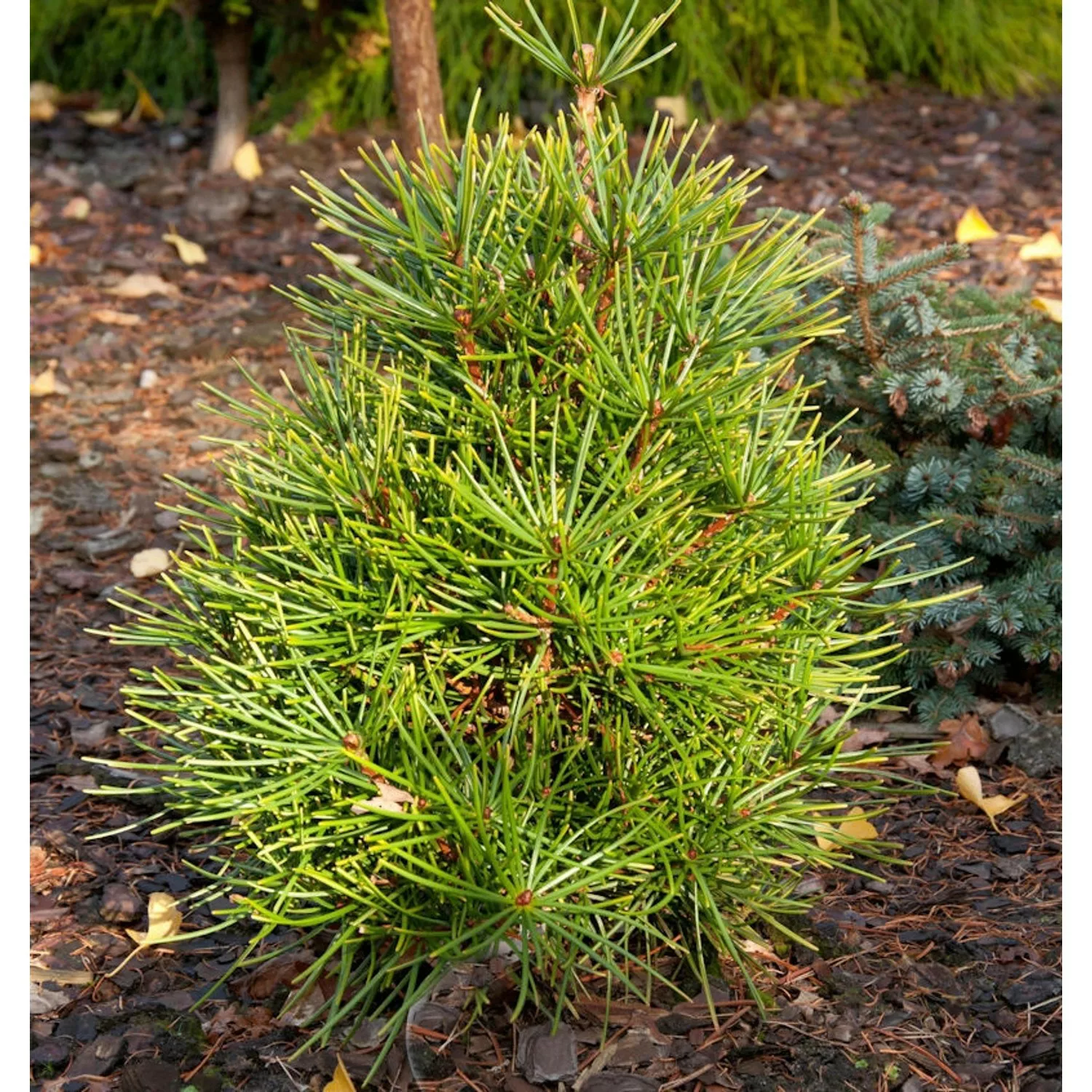 Japanische Schirmtanne Propeller 30-40cm - Sciadopitys verticillata günstig online kaufen