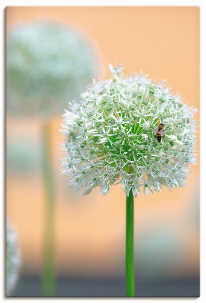 Artland Wandbild »Großer Allium in Pastell«, Blumen, (1 St.), als Leinwandb günstig online kaufen