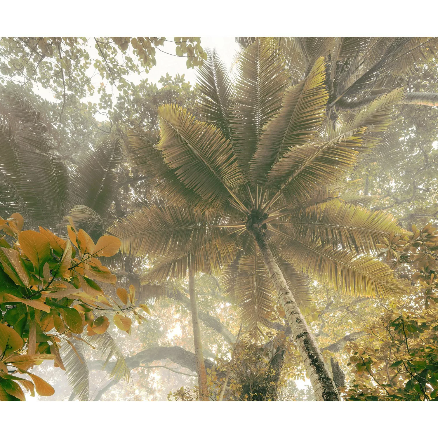Komar Fototapete »Vlies Fototapete - Palms Panorama - Größe 300 x 250 cm«, günstig online kaufen