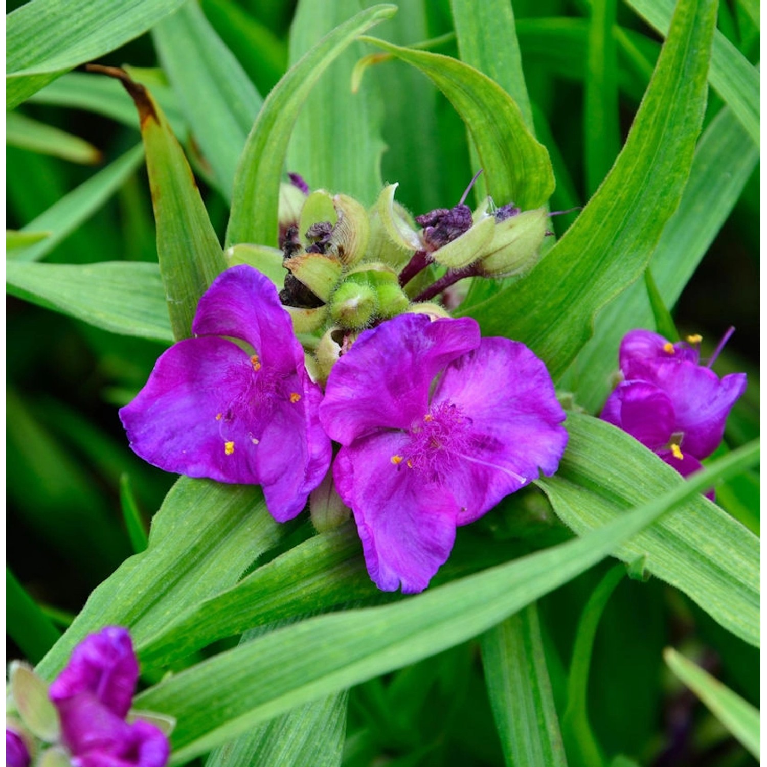 Dreimasterblumen Rubra - Tradescantia andersoniana günstig online kaufen