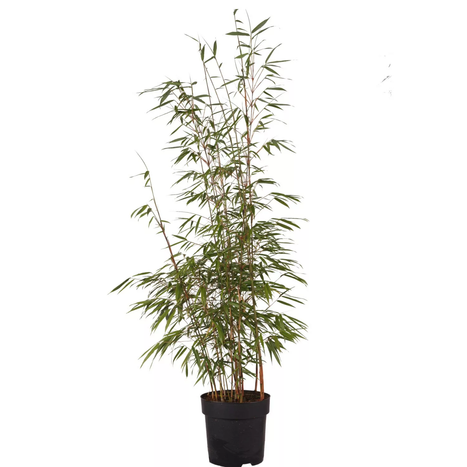 Gartenbambus Asian Wonder Höhe ca. 60-80 cm Topf ca. 6 l Fargesia murielae günstig online kaufen