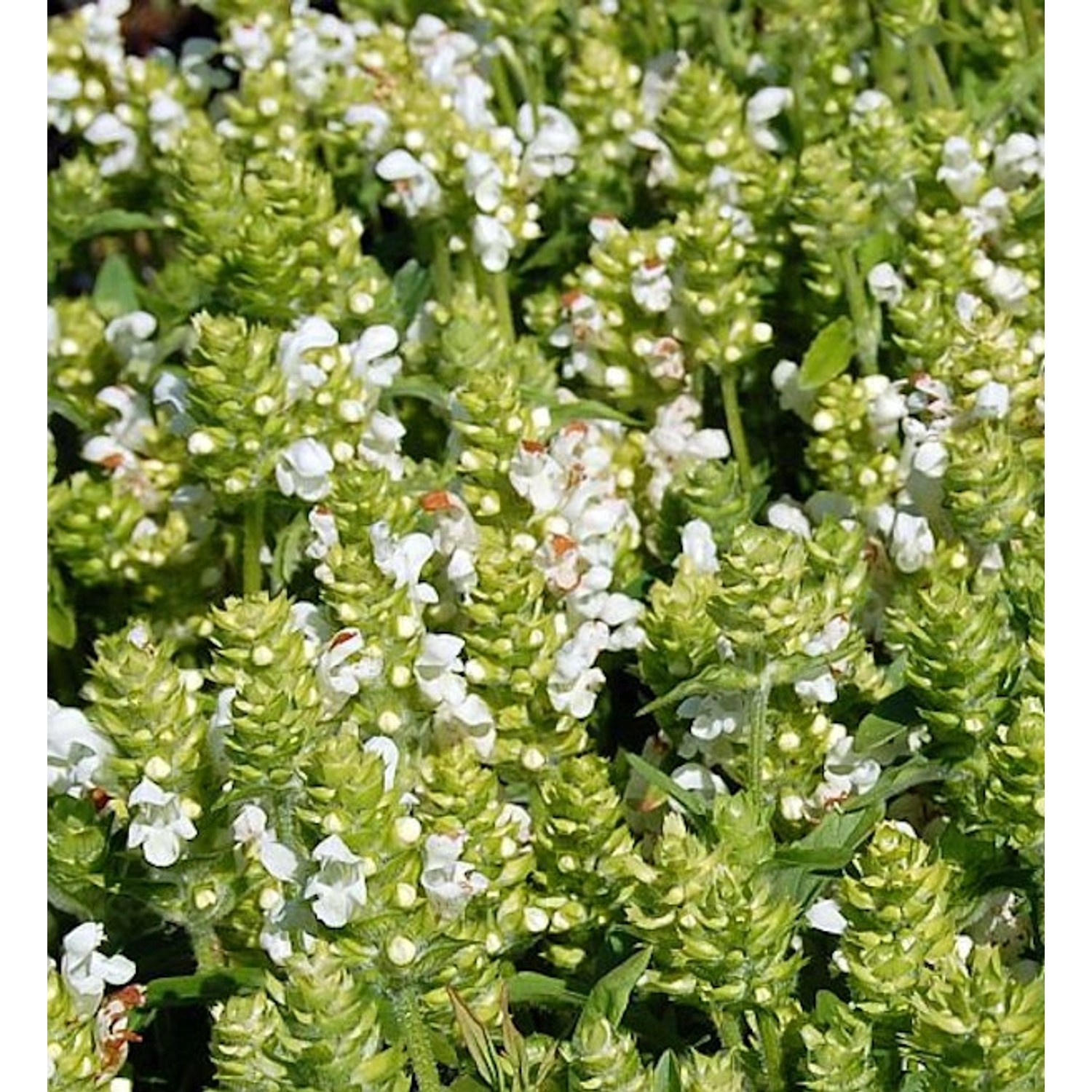 Großblütige Braunelle Alba - Prunella grandiflora günstig online kaufen