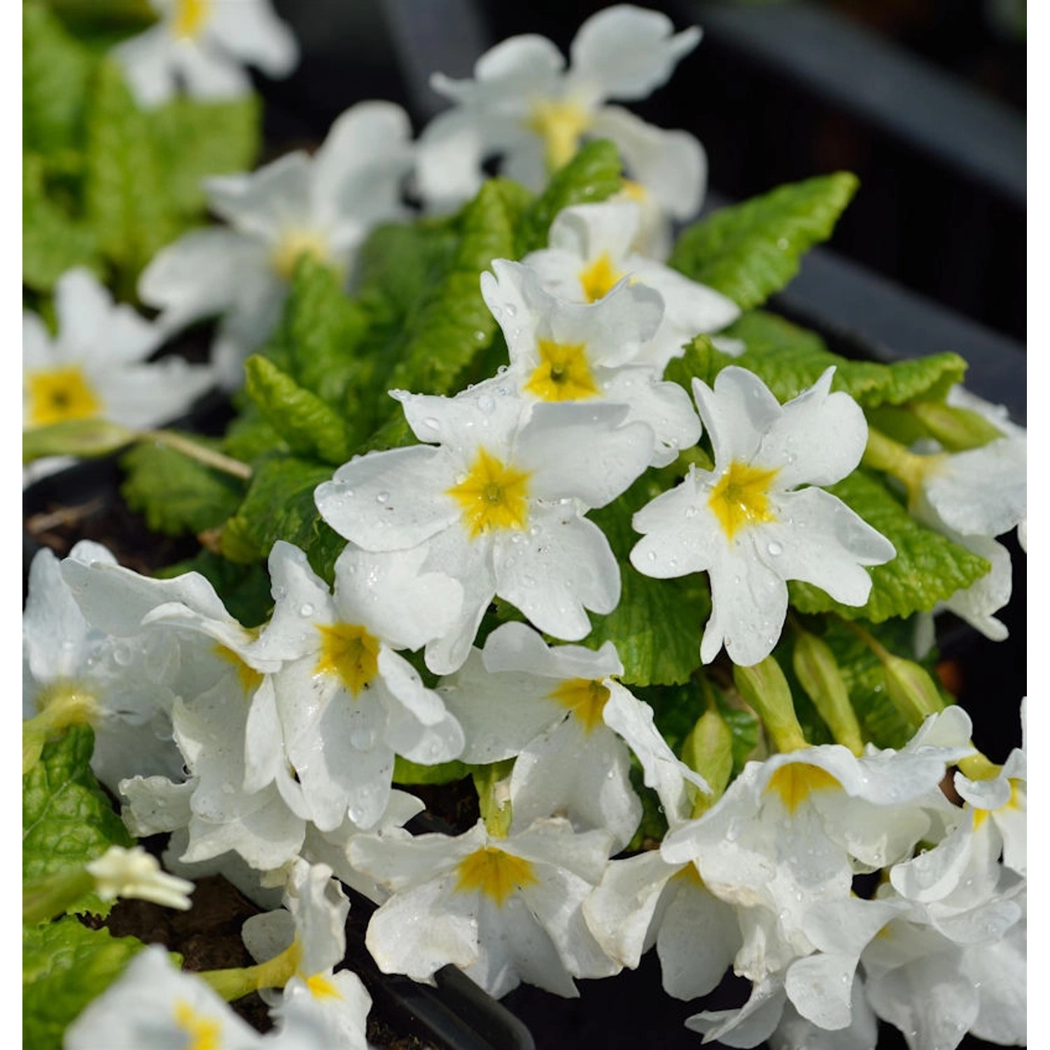 Teppich Primel Snow White - Primula pruhoniciana günstig online kaufen