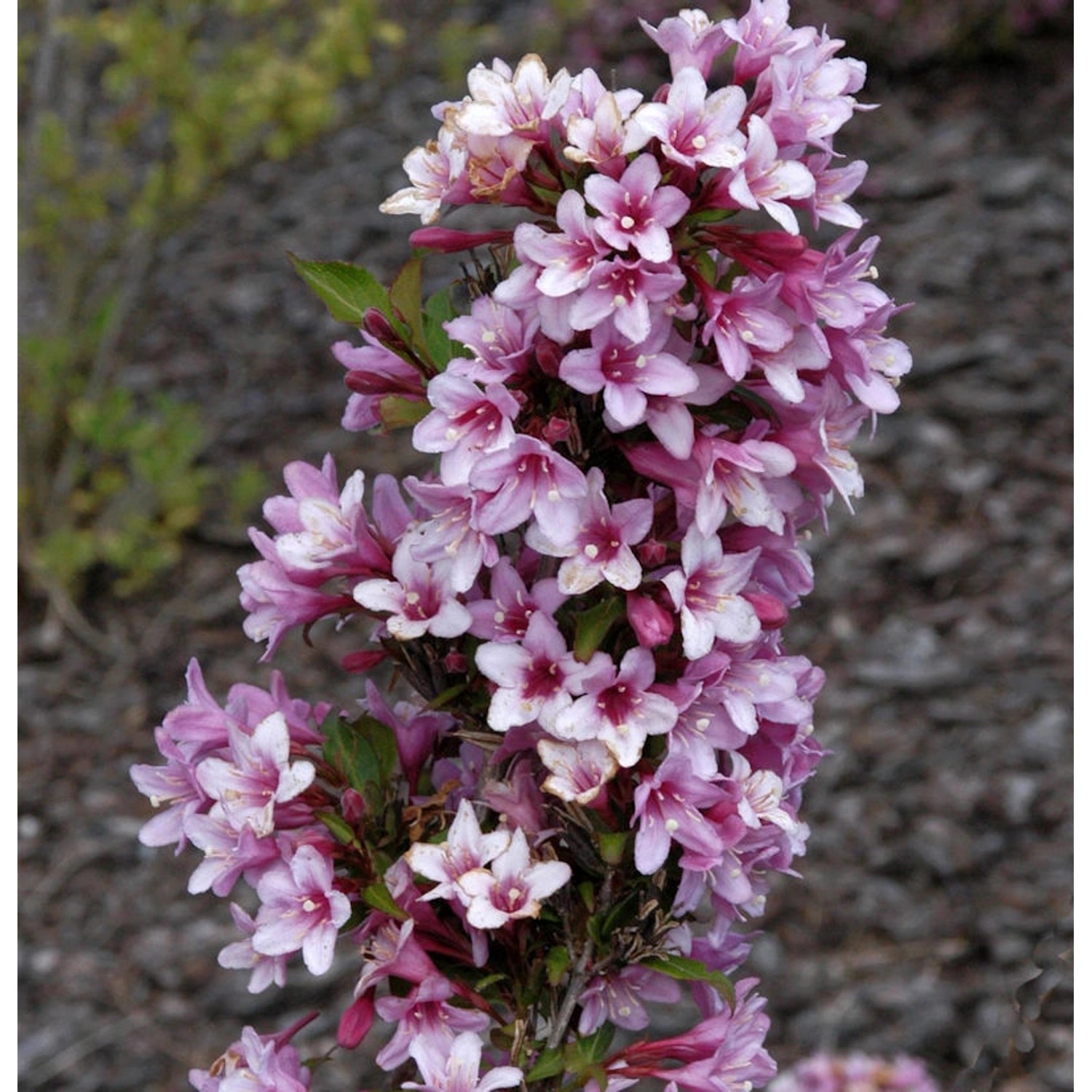 Weigelie Rosea 40-60cm - Weigela florida günstig online kaufen