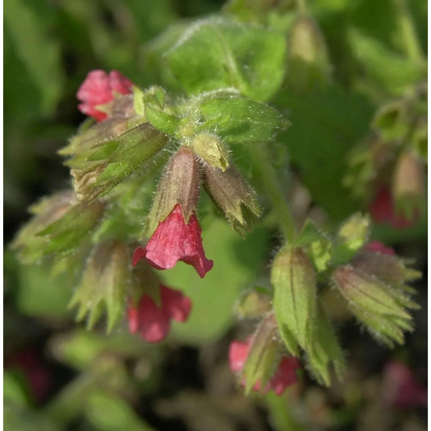 Lungenkraut Raspberry Splash - Pulmonaria saccharata günstig online kaufen