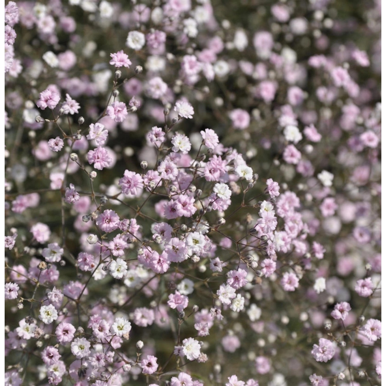 Riesenschleierkraut Festival Pink - Gypsophila Paniculata günstig online kaufen