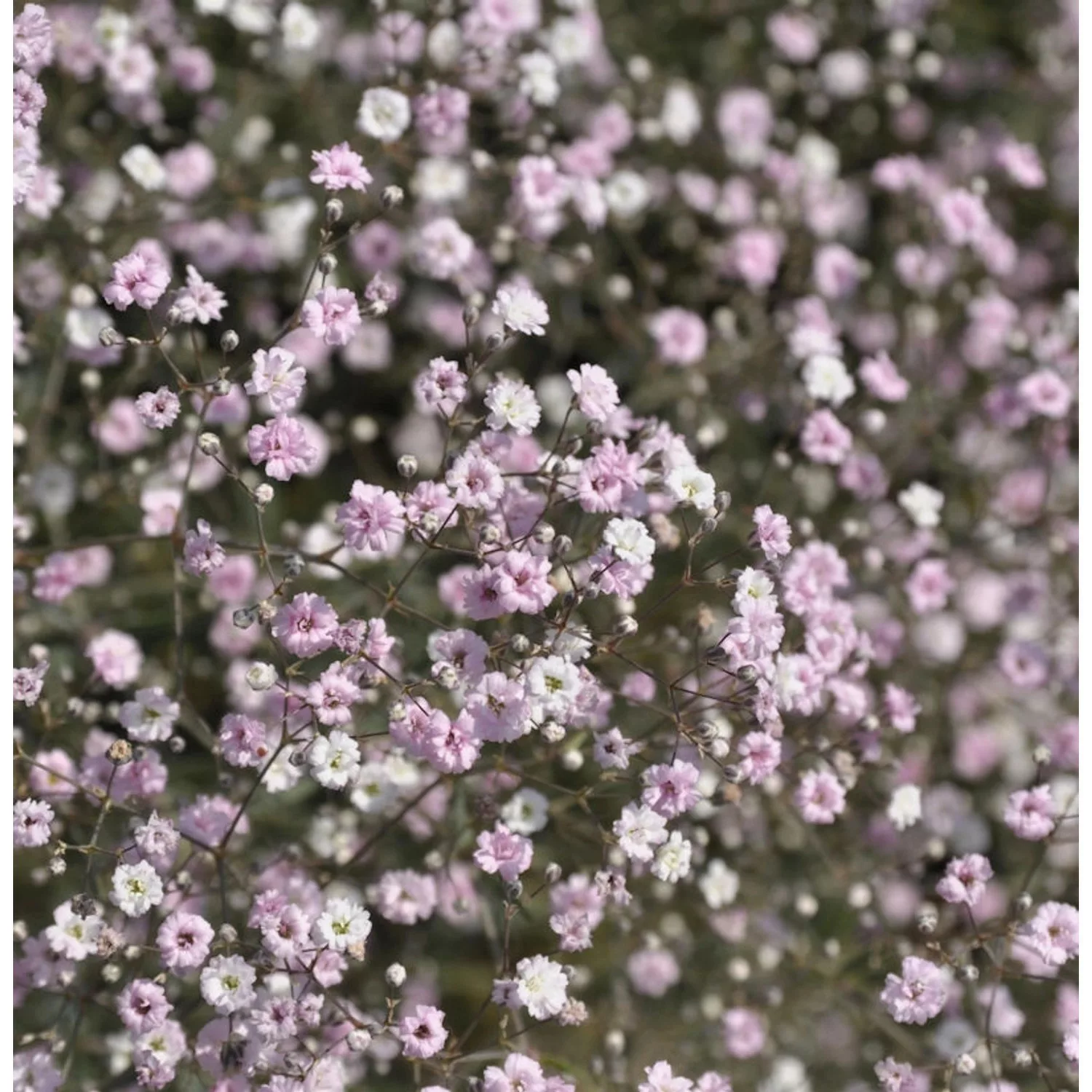 Riesenschleierkraut Festival Pink - Gypsophila Paniculata günstig online kaufen