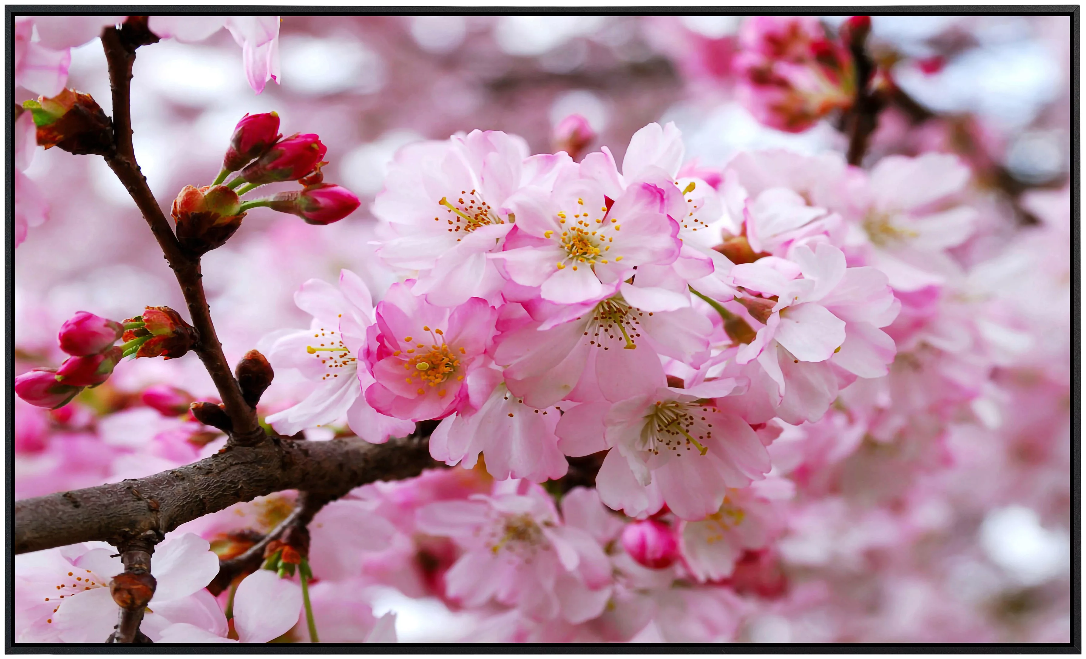 Papermoon Infrarotheizung »Rkirschblüten«, sehr angenehme Strahlungswärme günstig online kaufen