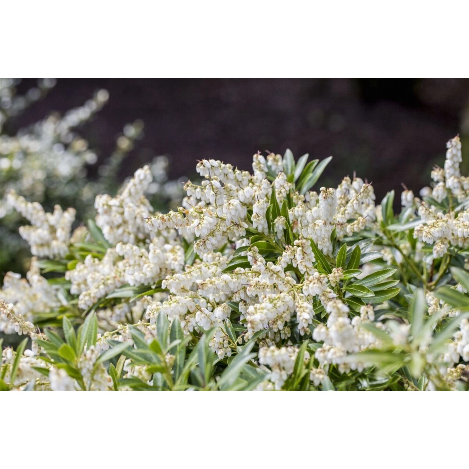 Pieris Japonica Cupido Japanische Lavendelheide 20–30 cm günstig online kaufen