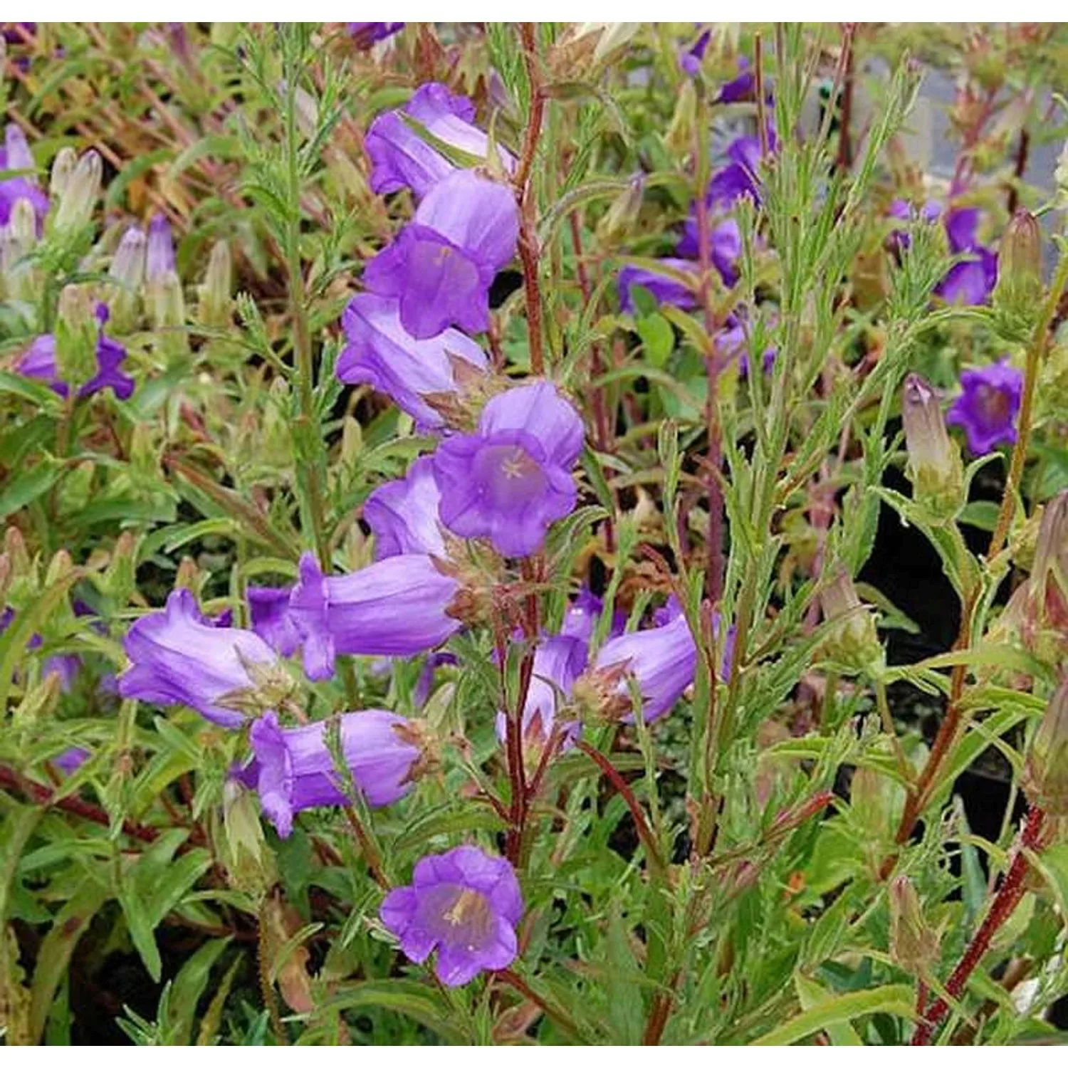 Marienglockenblume Blau - Campanula medium günstig online kaufen