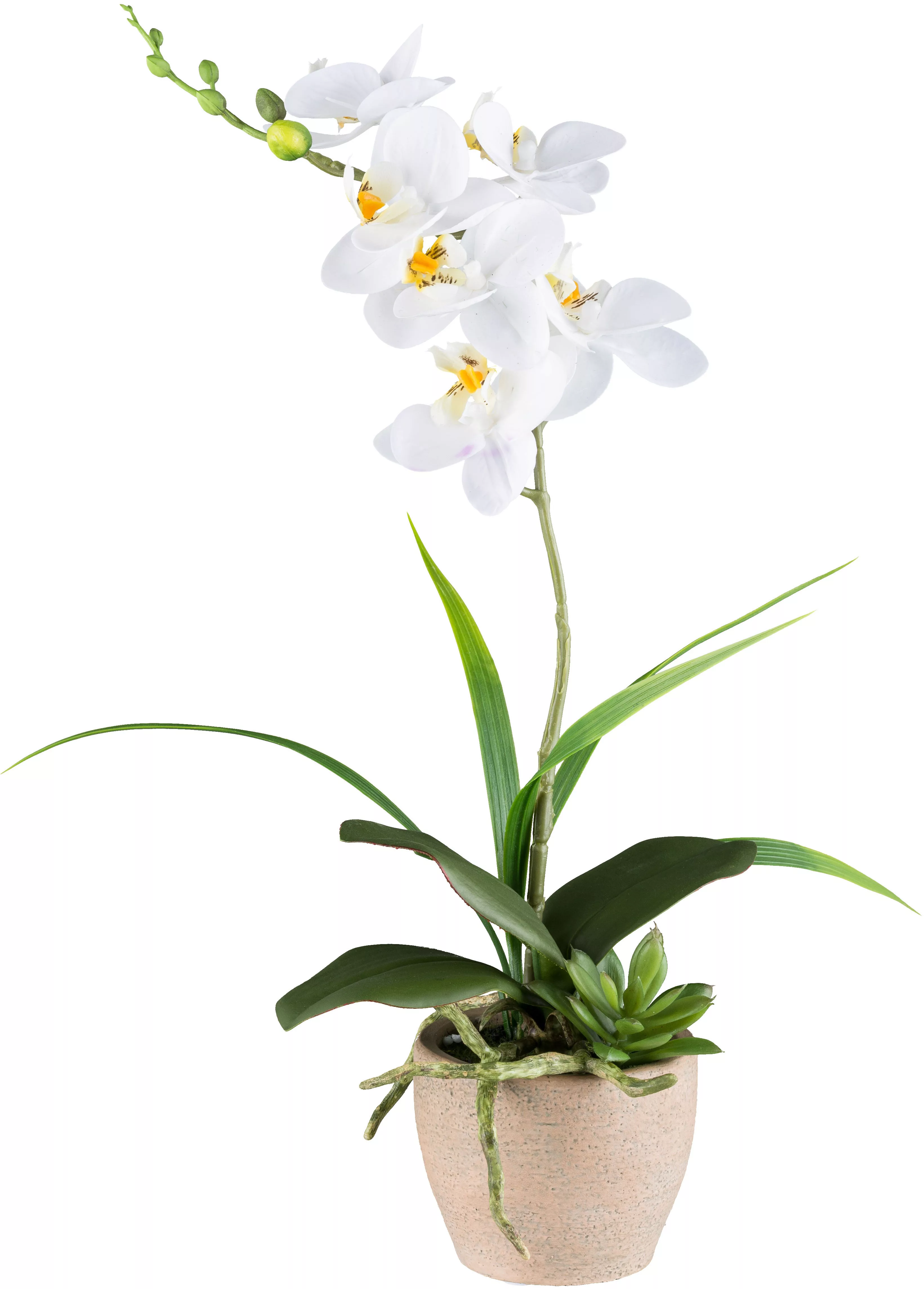 Creativ green Kunstorchidee "Orchidee Phalaenopsis", mit Sukkulenten und Gr günstig online kaufen