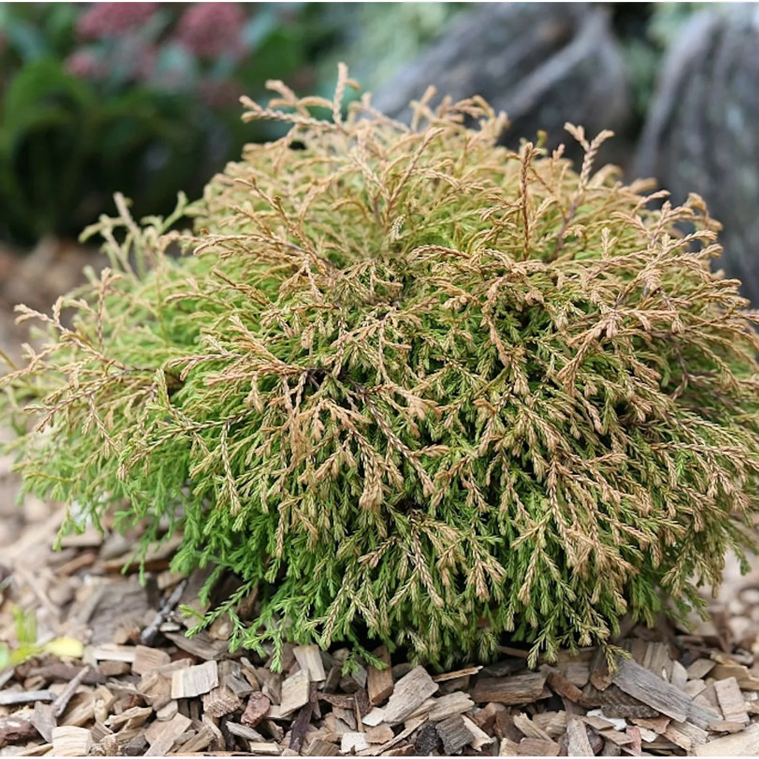 Lebensbaum Golden Tuffet 25-30cm - Thuja occidentalis günstig online kaufen