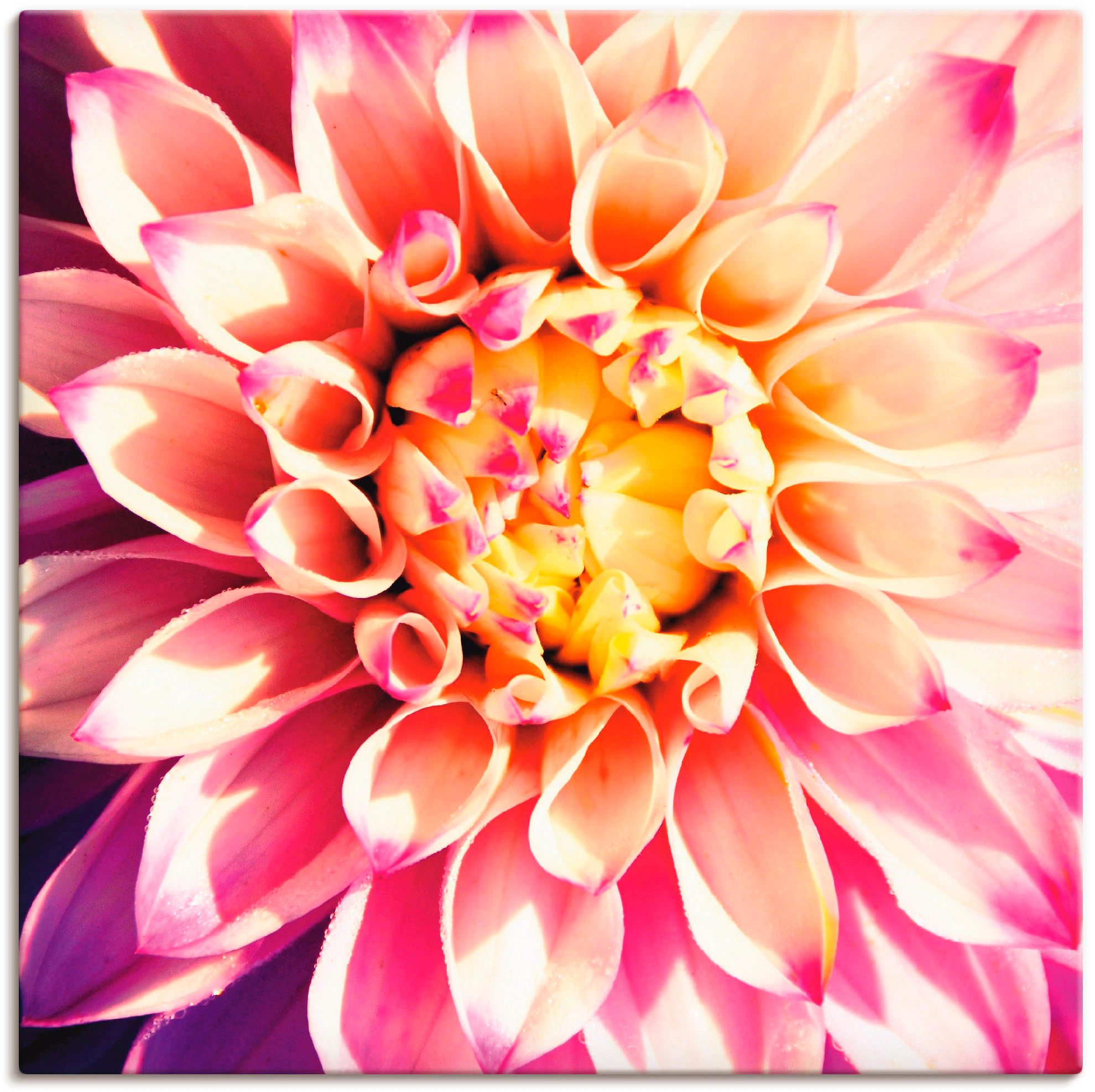 Artland Wandbild »Dahlie«, Blumen, (1 St.), als Leinwandbild, Poster in ver günstig online kaufen