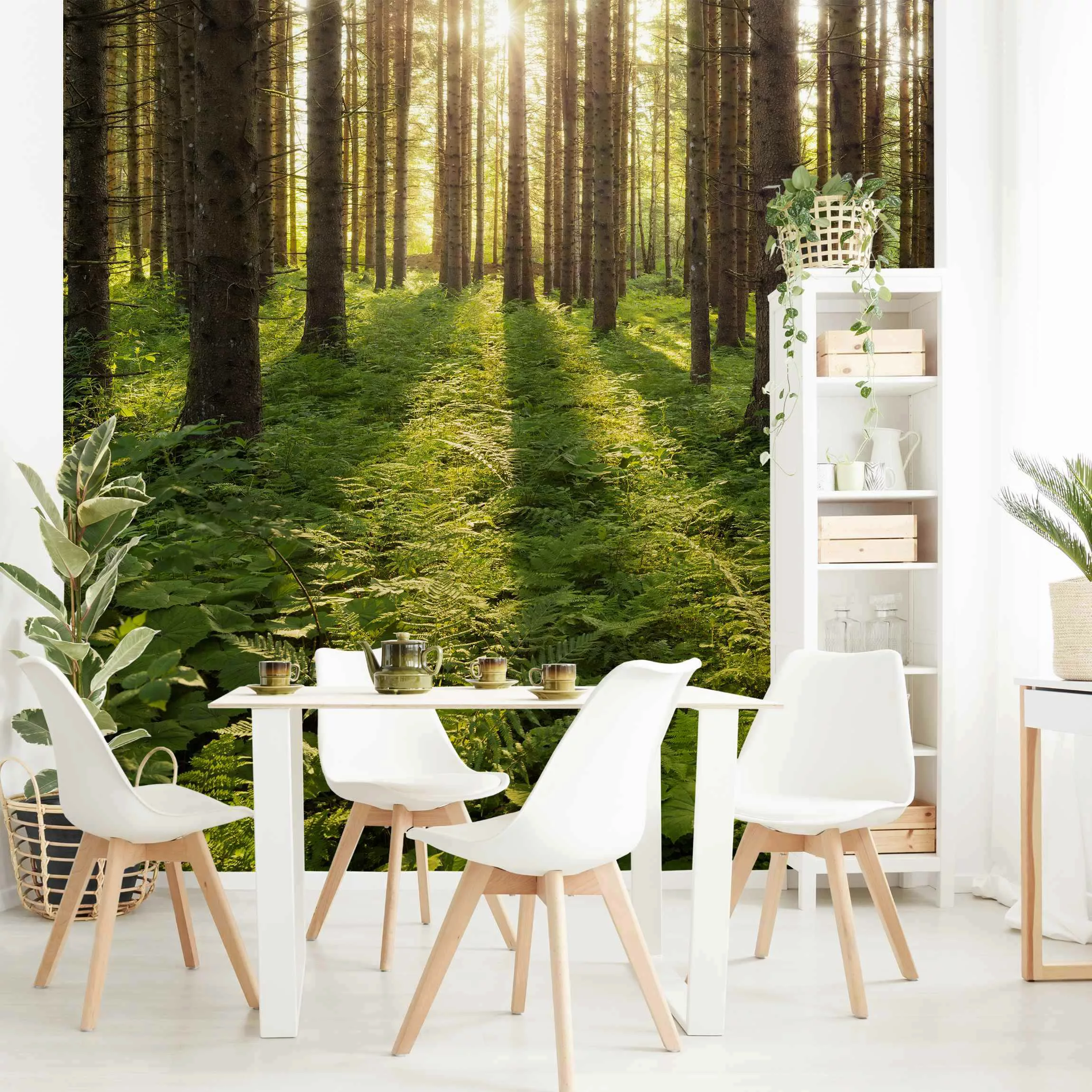 Fototapete Sonnenstrahlen in grünem Wald günstig online kaufen