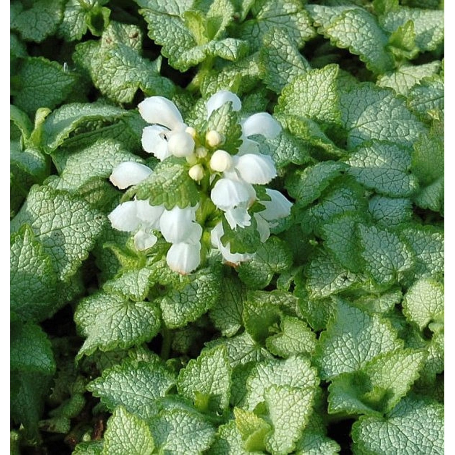 Waldnessel White Nancy - Lamium maculatum günstig online kaufen